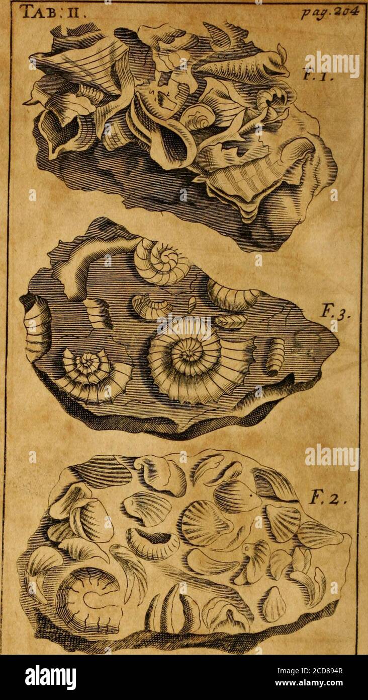 . Drei physikalisch-theologische Diskurse: Betreffend: I. das primitive Chaos und die Schaffung der Welt; II. Die allgemeine Sintflut, ihre Ursachen und Auswirkungen ; III. Die Auflösung der Welt und zukünftige Feuersbrunst .. . en alle anderen ursprünglich als die Abdeckungen der lebenden Oyfler, und die Orte, wo sie liegen, als der Grund des Meeres. Aber becaufethis feems to inferr the like Original of thofcBeds of Cornua Ammonis^ or Nautili^ foundat Keinflmn in SomerfetJooire^ and elfewhere,von denen Art von Shell-Filh (wie ich beforenoted) gab es nie irgendwelche gefunden in Ourown Seas, noch in der Tat in einem anderen, fo Stockfoto