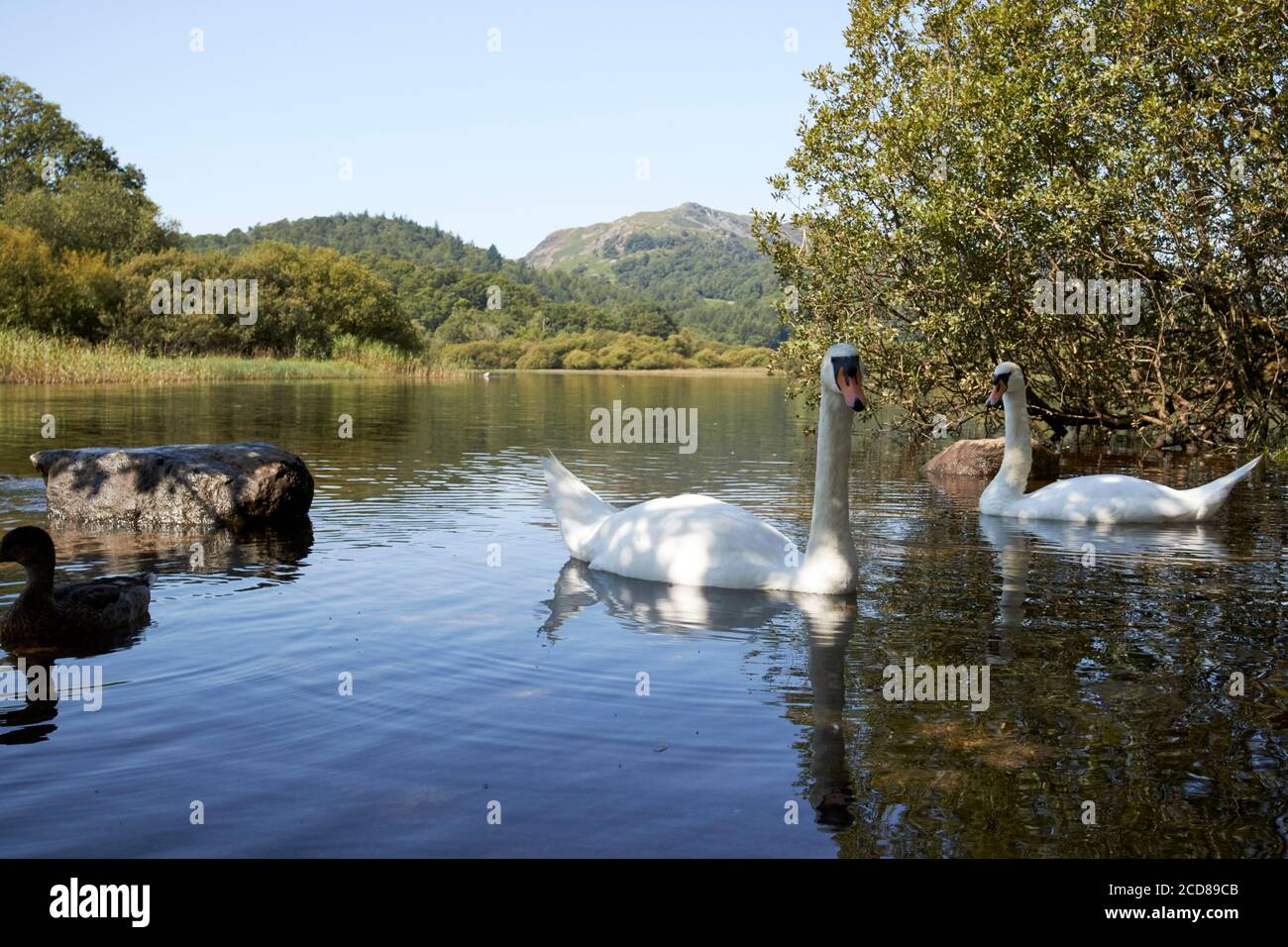 Schwäne und Enten auf dem Elterwater Lake District england Stockfoto