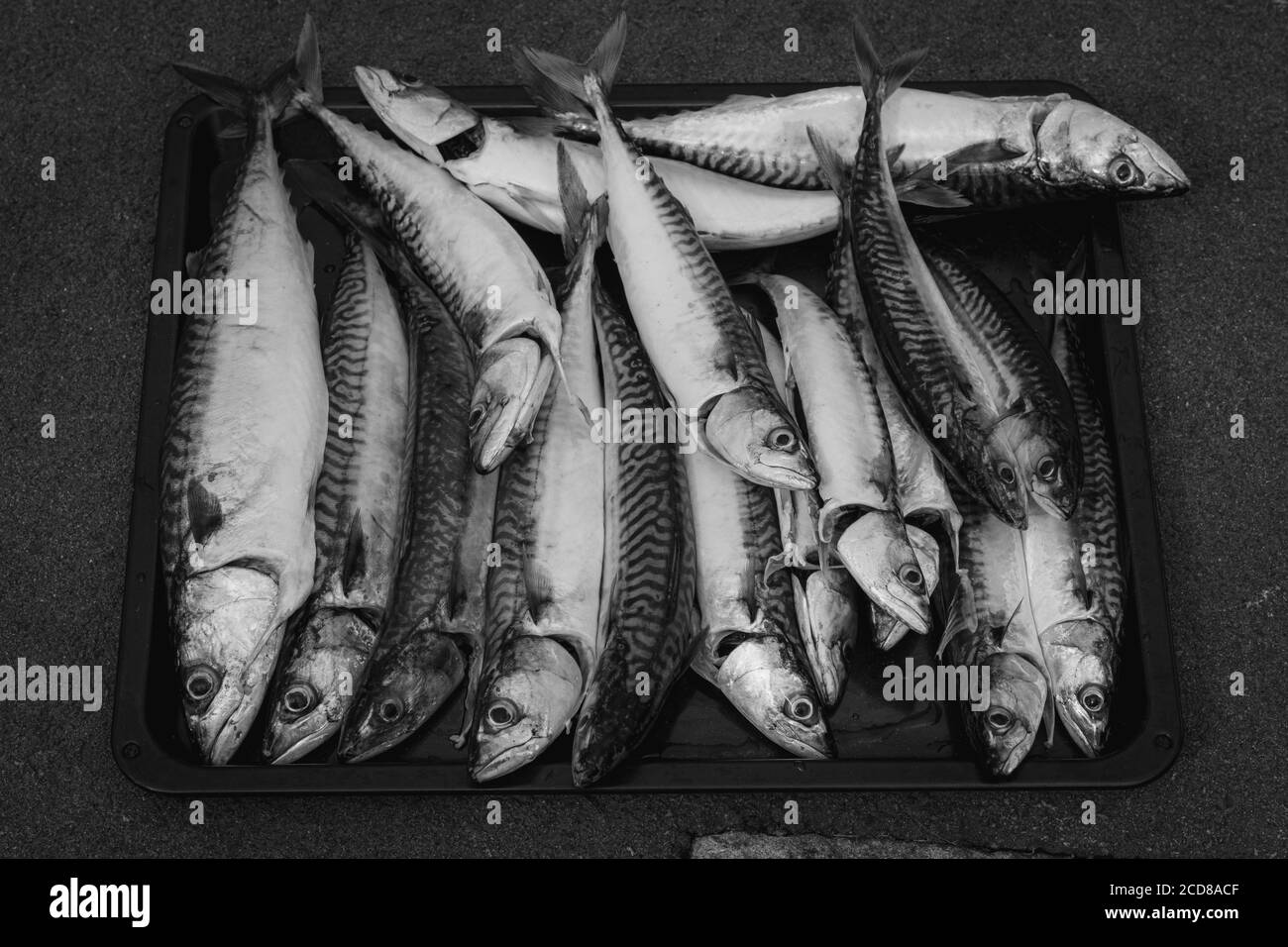 Ein frischer Fang von Makrele auf einem Tablett. Schwarz-weiß-Bild Stockfoto