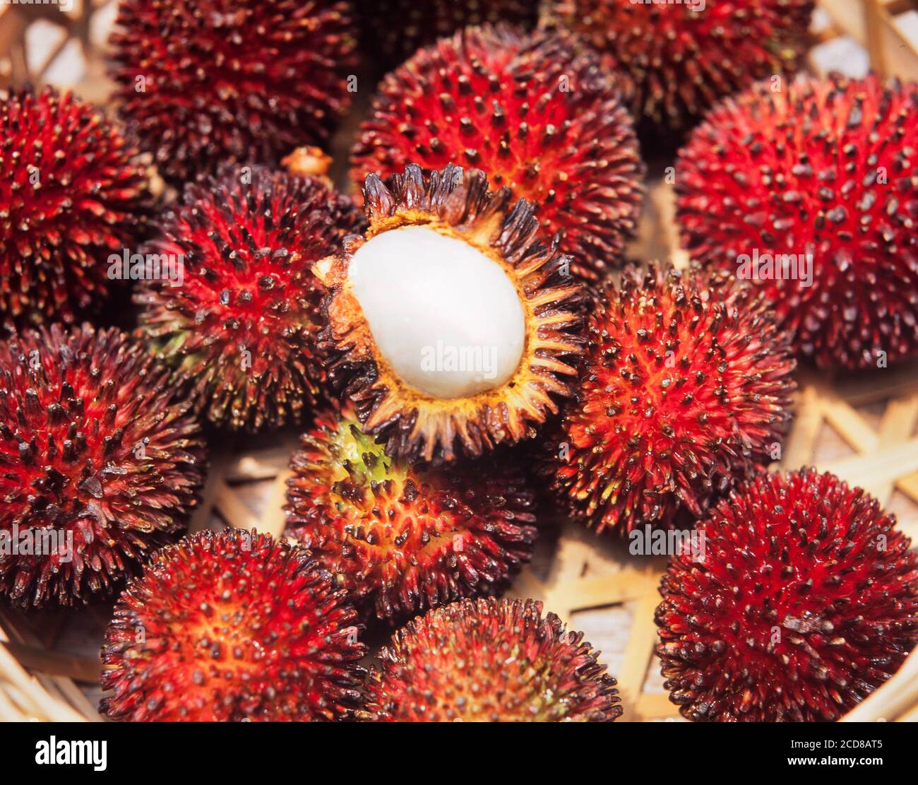 Waldfrüchte oder wilde Rambutan-Früchte, Nephelium lappaceum, Malaysia Stockfoto