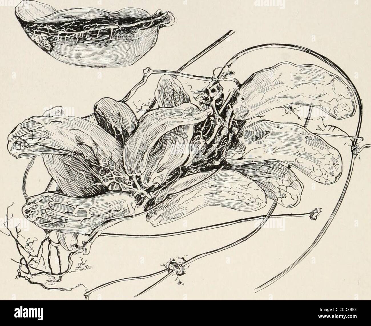 . Evolution und Tierleben; eine elementare Diskussion über Fakten, Prozesse, Gesetze und Theorien über das Leben und die Evolution von Tieren . ABB. 231. - Diagrammschnitt des Seeanemon:A, die innere Zellschicht enthält Algenzellen, wobei rechts davon zwei isolierte Zellen Zellen des Thislayers mit enthaltener Alge sind; 6, Mittelkörperwand; c, äußere Körperwandschicht. (Nach Hertwig.) 378 EVOLUTION UND TIERISCHES LEBEN auf Bäumen durch ihre flexiblen Stängel und Äste und sind besonders bekannt für den Besitz von Anhängern in Form von Krügen. Diese pitcherartigen Anhängsel sind modifizierte Blätter:das Nor Stockfoto