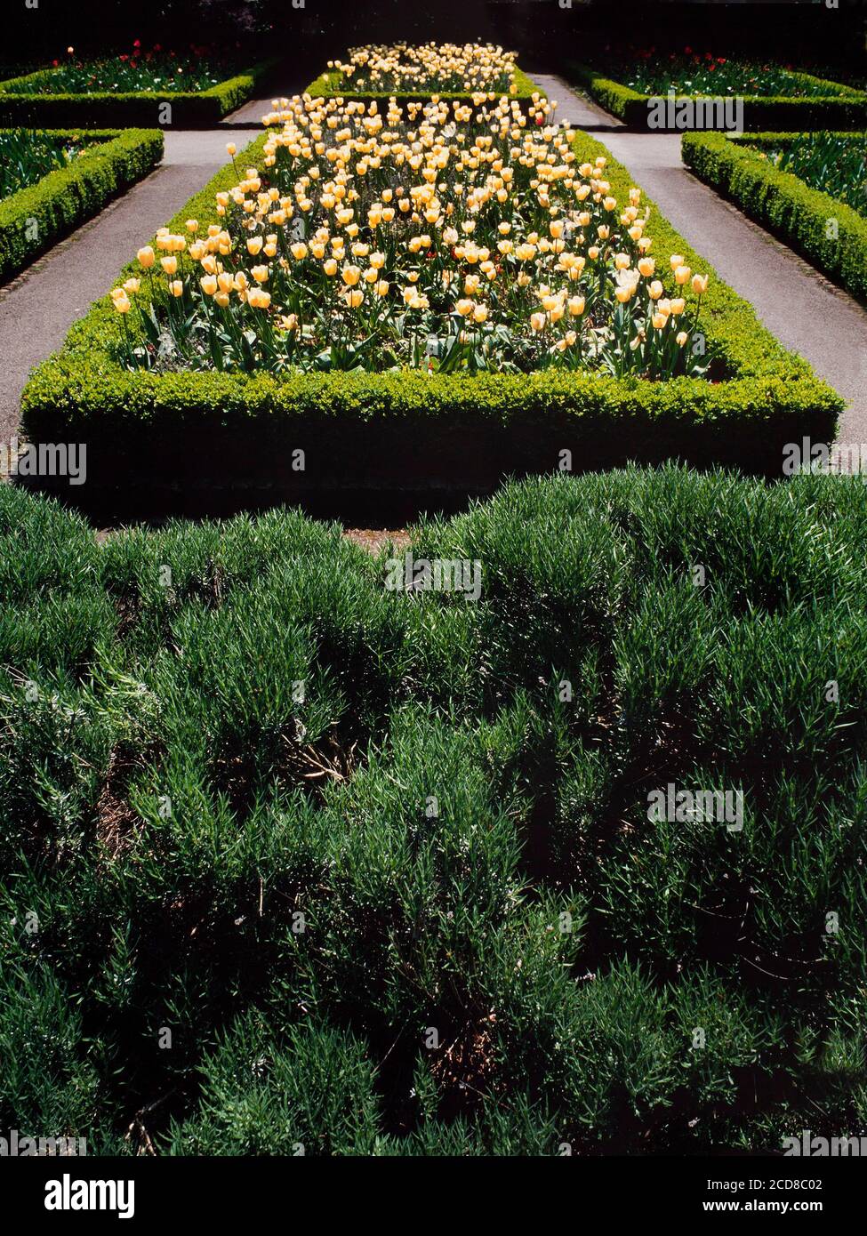 Box Hedging, Buxus sp. Grenzen formale Blumenbeete, beliebte Wahl für dekorative Hedging. Stockfoto
