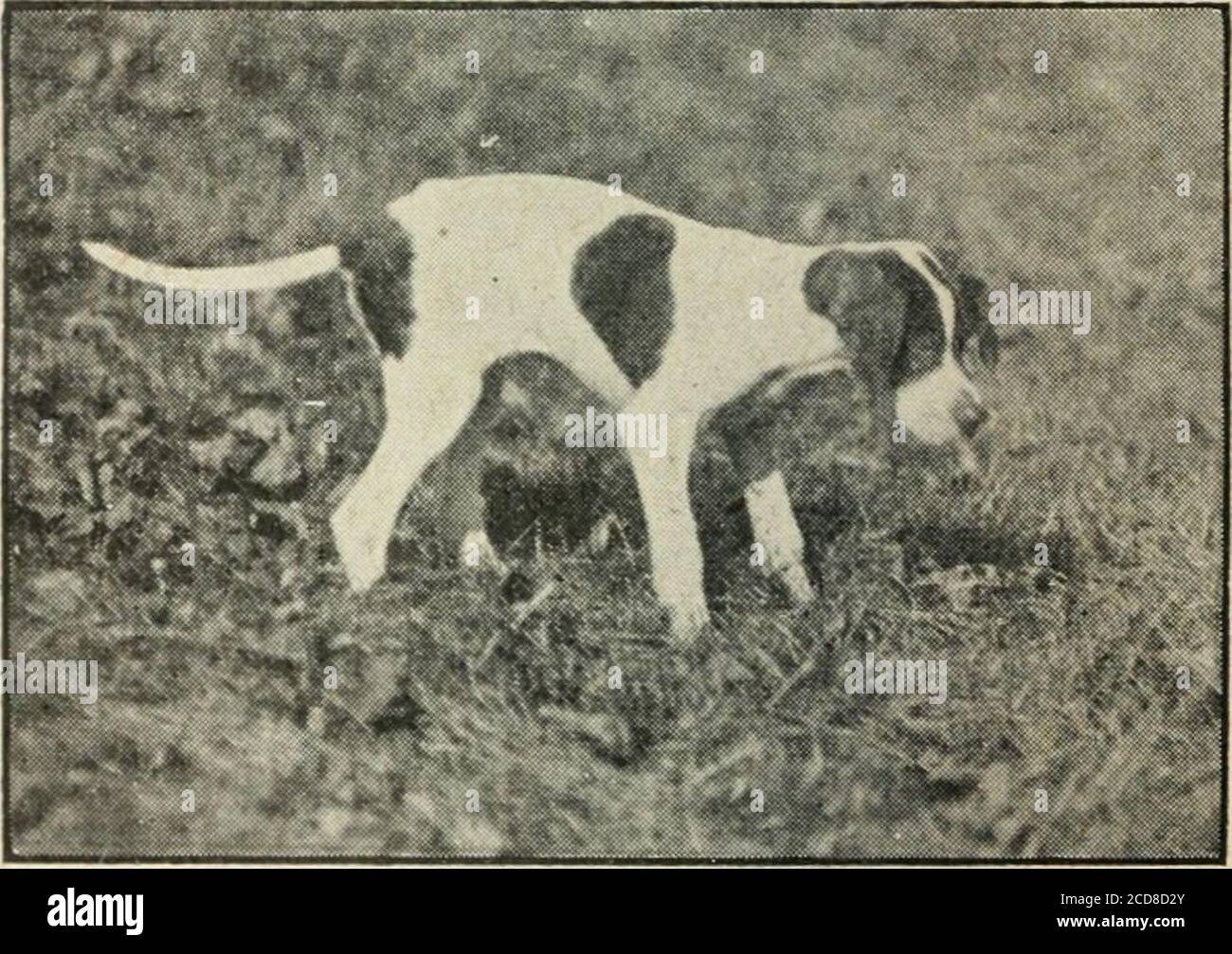 . Rod and gun . d, nottoo viel angehoben, und depressedin das Zentrum mit einem Hang zwischen den Augen sein. Letztere oughtto voll und lebendig, mit theears dünn und niedrig gesetzt. In der Leber-und-weiß ist die Nase schwarz, aber eine schwarze Nase wäre tödlich für einen Zitronen-und-Weißhund. Der Hals sollte lang und sauber und elegant in die Schultern gesetzt sein. Keine Throatinesskann toleriert werden und der Hals muss stark an der Vereinigung mit dem Körper sein. Die Schultern sollten tief und schräg mit Brust tief und nicht sehr breit sein. Die hinteren Rippen sollten gut geripptund gut gefedert sein, die Oberschenkel muskulös und gut entwickelt : die erstickt wir Stockfoto