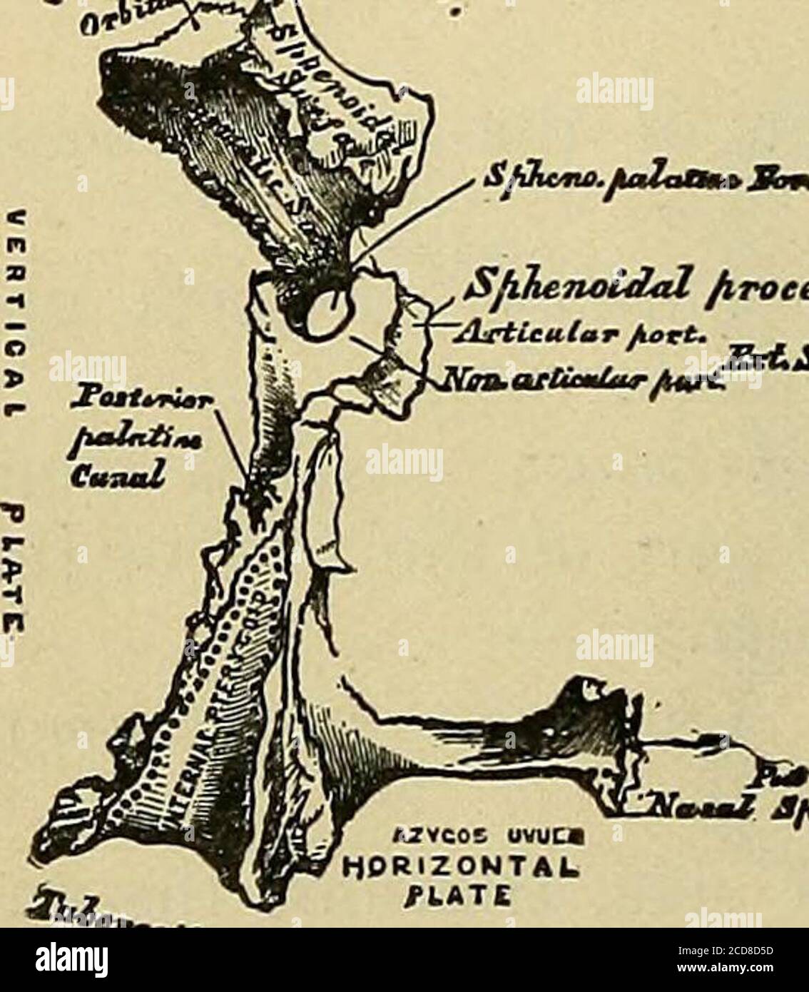 . Handbuch der Anatomie; eine vollständige Kompendierung der Anatomie, einschließlich der Anatomie der Eingeweide ein Kapitel über die Zahnanatomie, zahlreiche Tabellen, und die Einbeziehung der neueren Nomenklatur von der Deutschen Anatomischen Gesellschaft übernommen, in der Regel bezeichnet die Basel Nomenklatur oder BNA . laris) bildet die curved, Schwammiger Teil für das Einführen der oberen Zähne.Es präsentiert die Alveolen oder Bockets {alveoli d-entales) von verschiedenen Tiefen,acht im Erwachsenen, leben im Kind. Artikuliert mit neun (9) Knochen – die ethmoide, frontal,lachrymal, nasal, malar, inferior turbinated, Gaumen, Erbrochenem, und seine Fellow von t Stockfoto