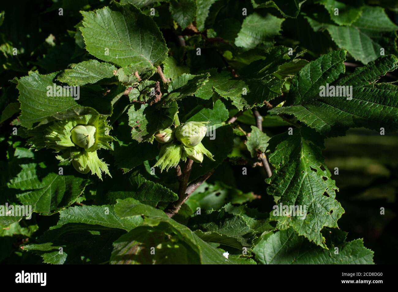 Haselstrauch Stockfotos Und Bilder Kaufen Alamy