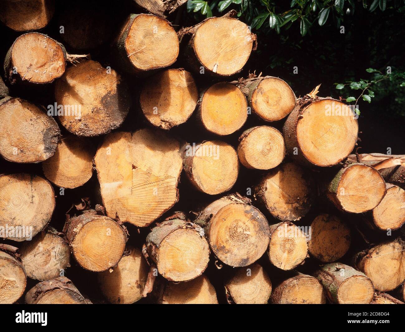 Pine Tree Protokolle, frisch geschnitten, die Jahrringe Stockfoto