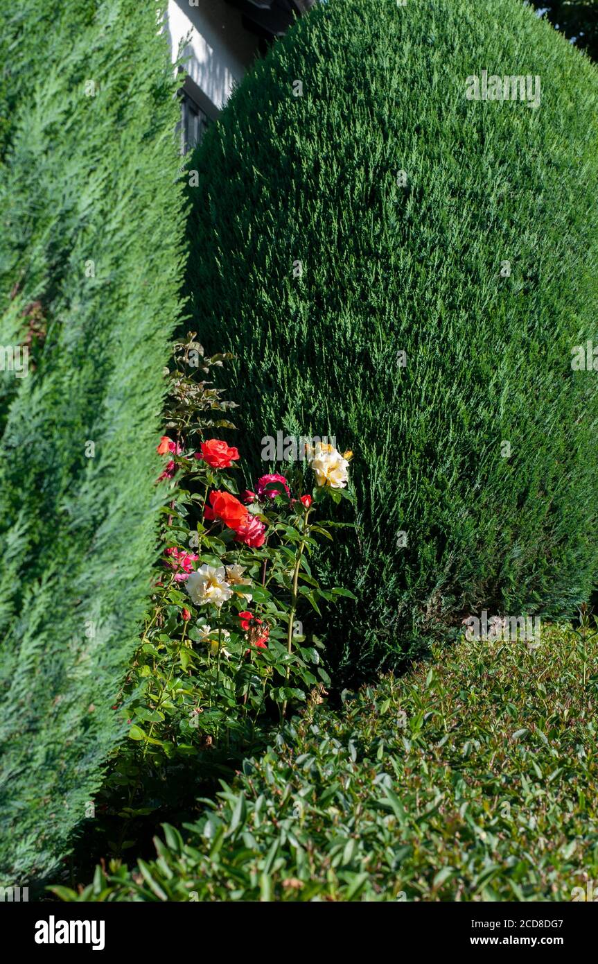 Bunte Rosen neben kegelfrmigen getrimmten Thuja Strucher in Ein formeller  Garten Stockfotografie - Alamy