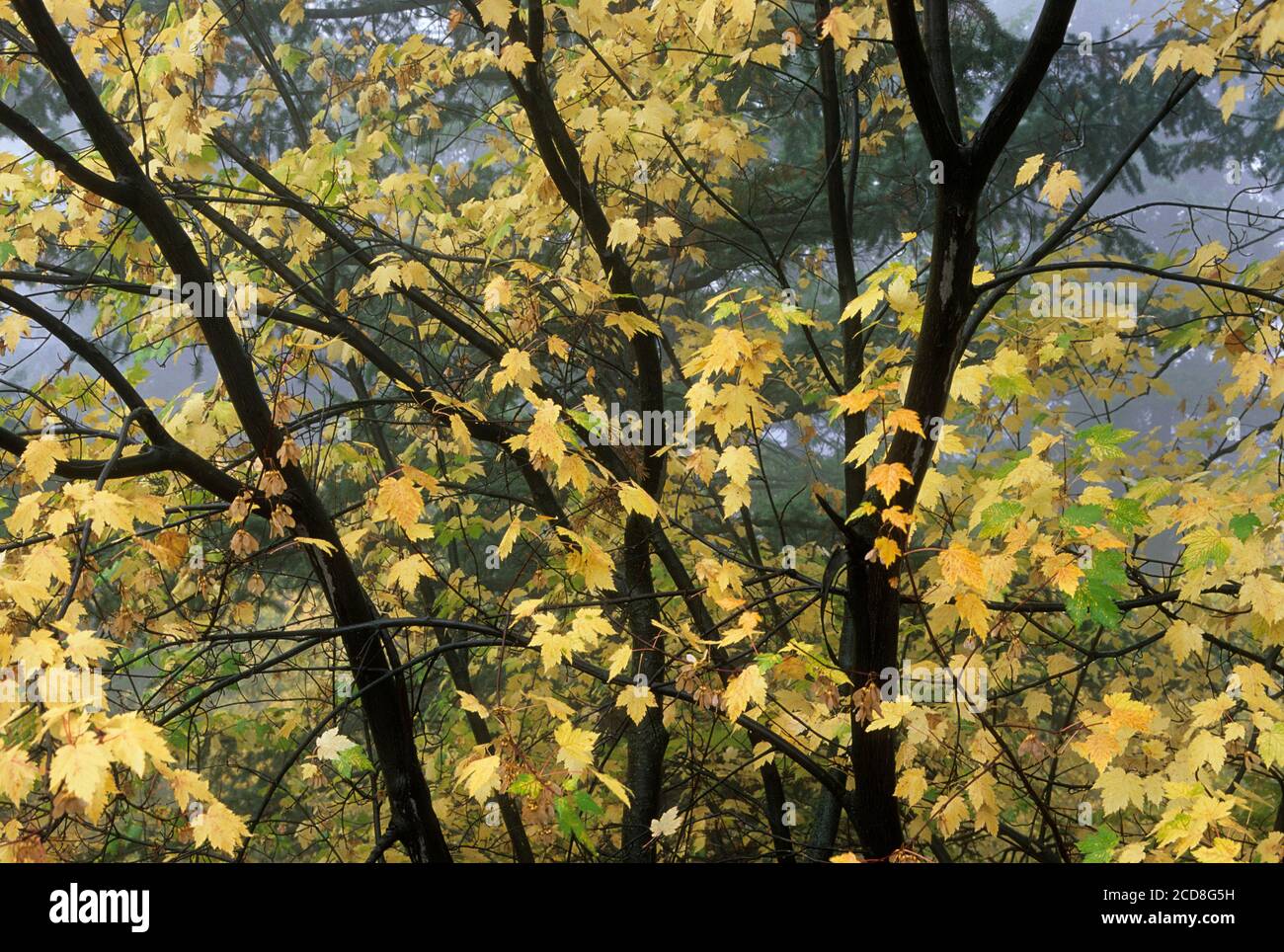 Herbst Rocky Mountain Ahorn, Okanogan National Forest, Washington Stockfoto