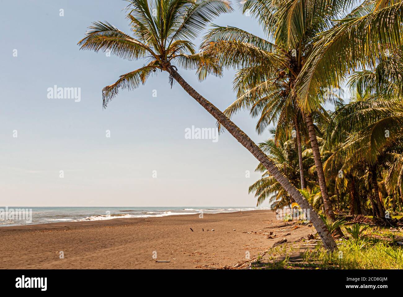Biosphäre Citizen Scientist Project Camp zur Rettung von Meeresschildkröten in Reventazón, Costa Rica Stockfoto