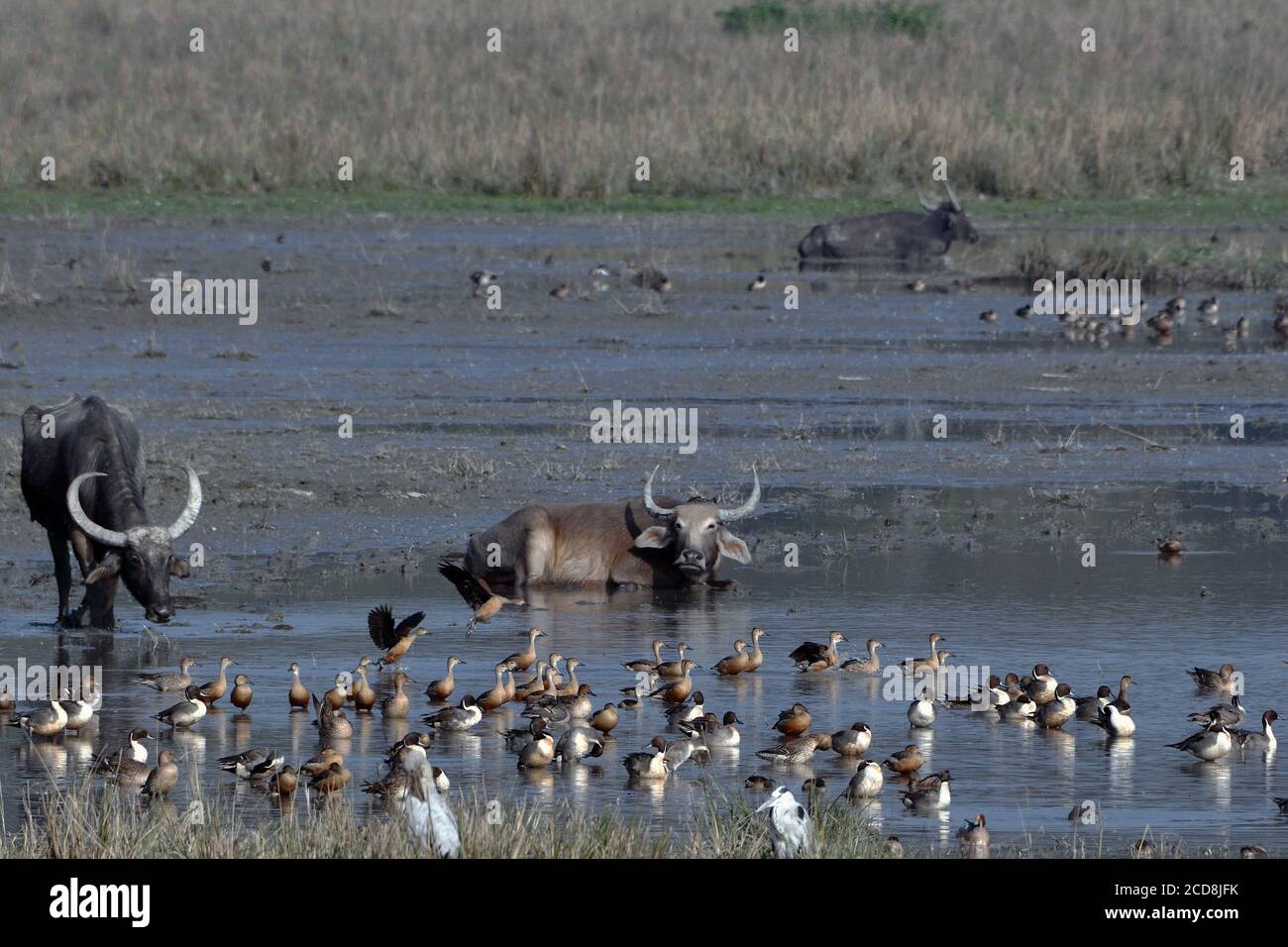Asiatische Wasserbüffel Zusammen Mit Gemischten Scharen Von Vögeln Sind Ruhe in der Nähe EINES Wetlands Stockfoto