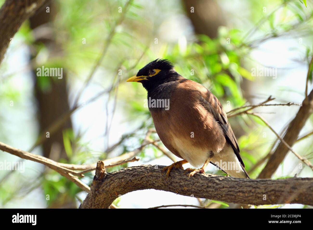 Gewöhnlicher Myna Vogel sitzt auf EINEM Baum Stockfoto