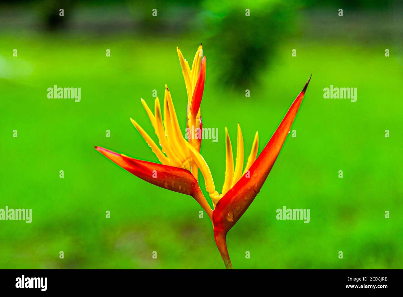 Pflanze von Costa Rica Stockfoto