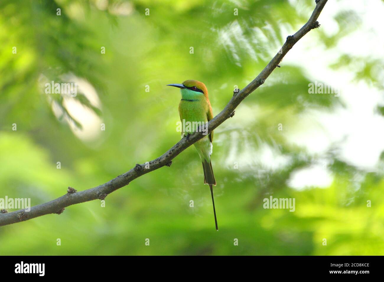 Grüner Bienenfresser Vogel sitzt auf EINEM Baum Stockfoto