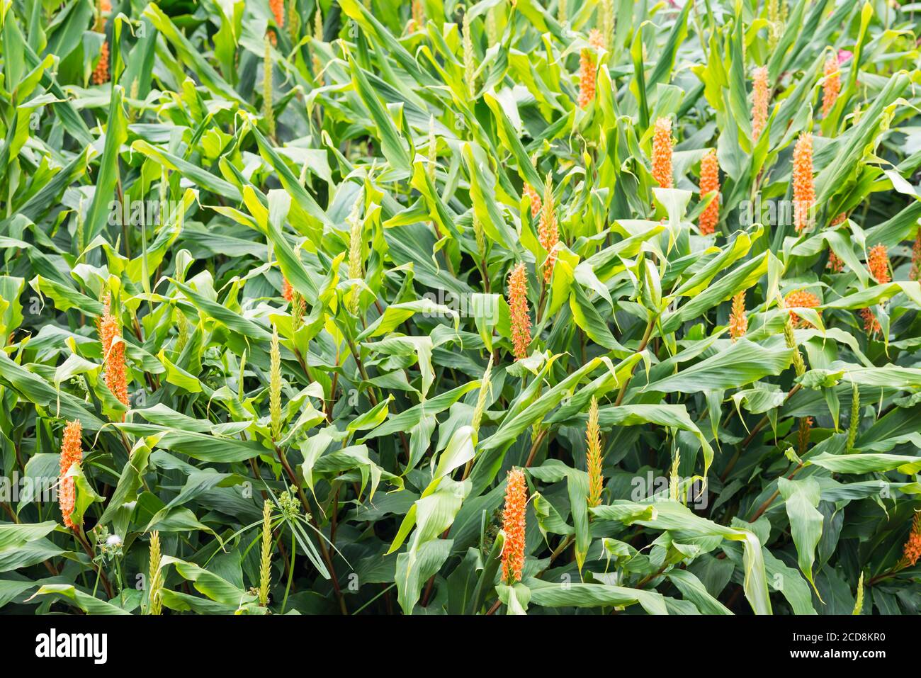 HEDYCHIUM DENSIFLORUM 'ASSAM ORANGE' Stockfoto