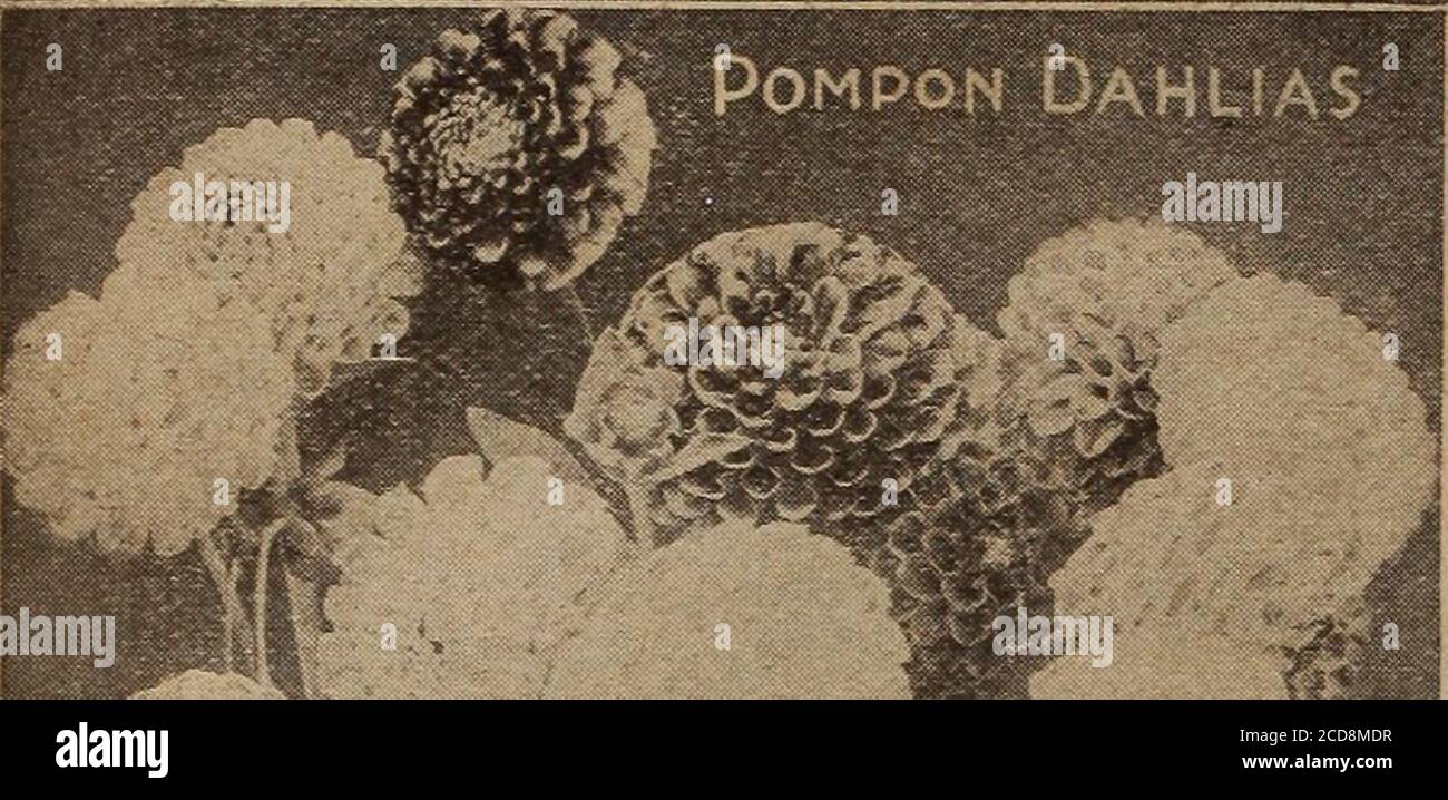 . Childs' Frühjahr 1922 : Samen, die Pflanzen, die Blumen, die Beeren blühen, die tragen erfüllen. Nd wnite geflammt gelb. Farbe sehr unregelmäßig und sehr auffällig. Blume groß und doppelt / 75c jeder Ora Dow - EIN schönes samtiges kastanienbraun, effektivelytipped weiß. Sehr starke, hochwachsende Pflanze 50c je Prinzessin Juliana – reine weiße Blüten, gut geformt, und auf langen Stielen produziert; frei blühend. 40c je Queen Mary – feines rosa; freier Btoomer. 40c je Red Flamingo – sehr groß, mit breiten welligen Blütenblättern-, forrniig eine einzigartige reiche leuchtend purpurrote Blume von ungewöhnlicher Attraktivität. Eine herrliche Vielfalt. je 75 c Stockfoto