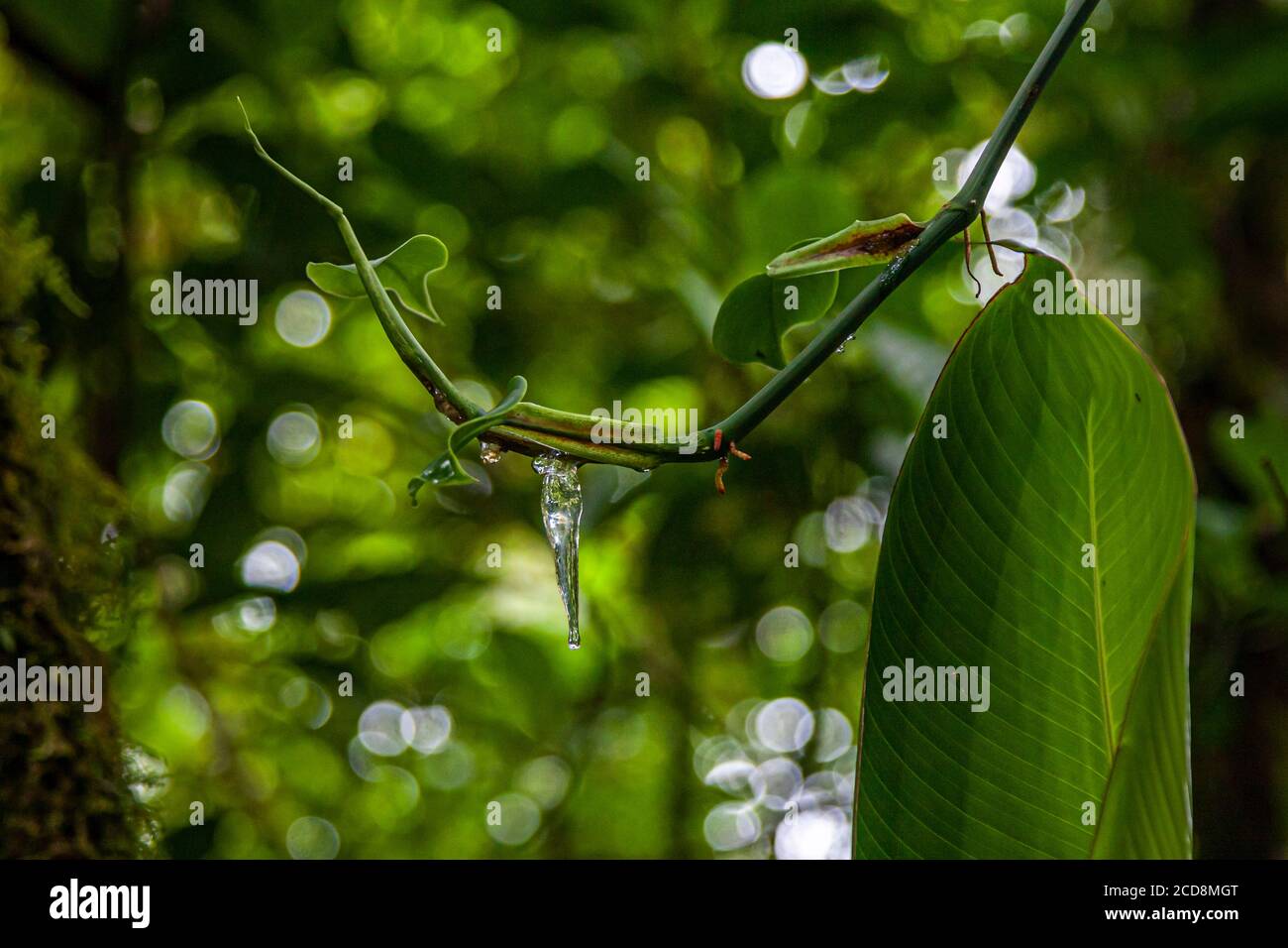 Nationalpark von Tapanti in der Nähe von Orosi, Costa Rica Stockfoto