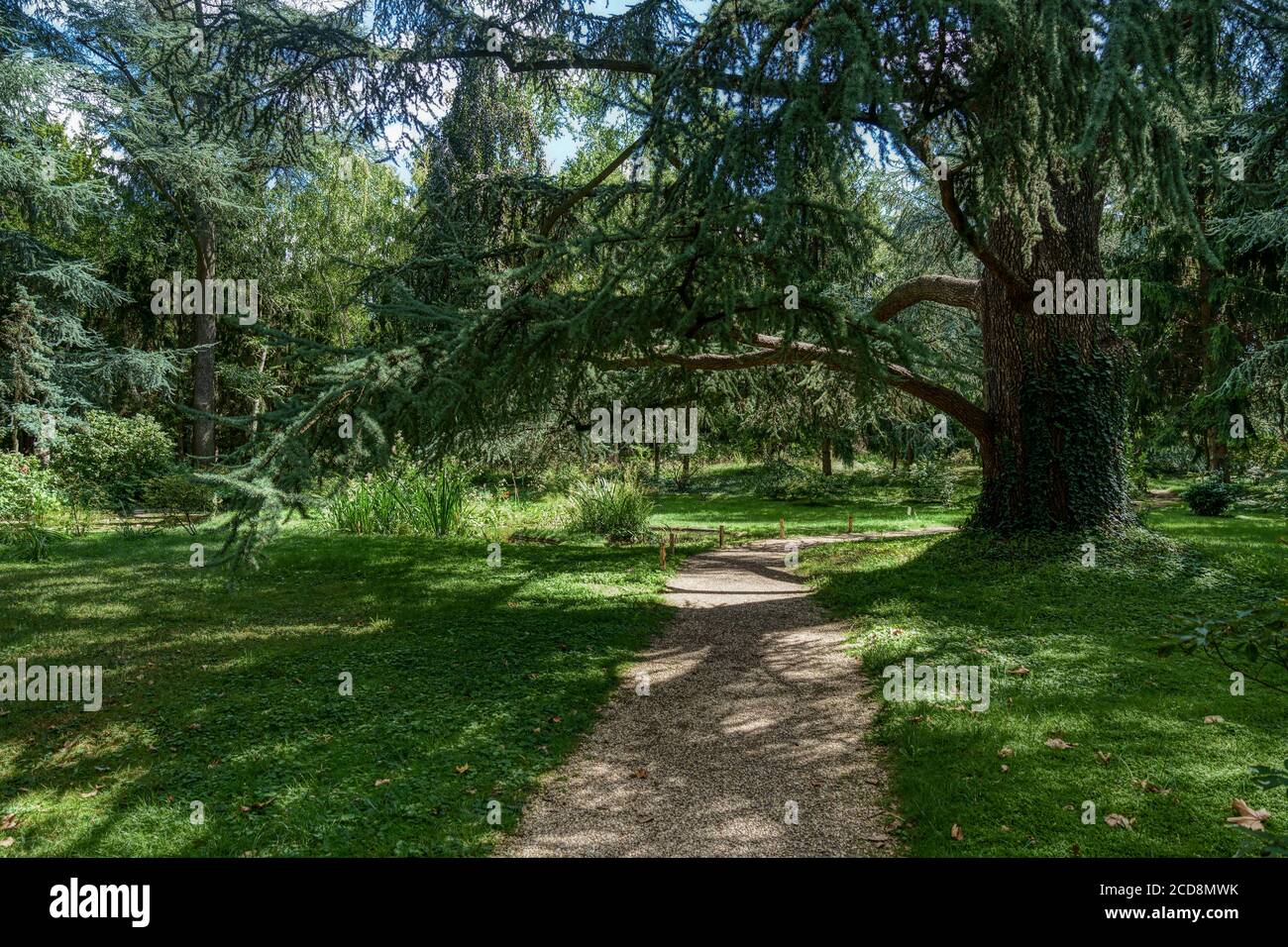 Großer Baum im Sumpfteil des Albert Kahn Parks - Boulogne-Billancourt - Frankreich Stockfoto