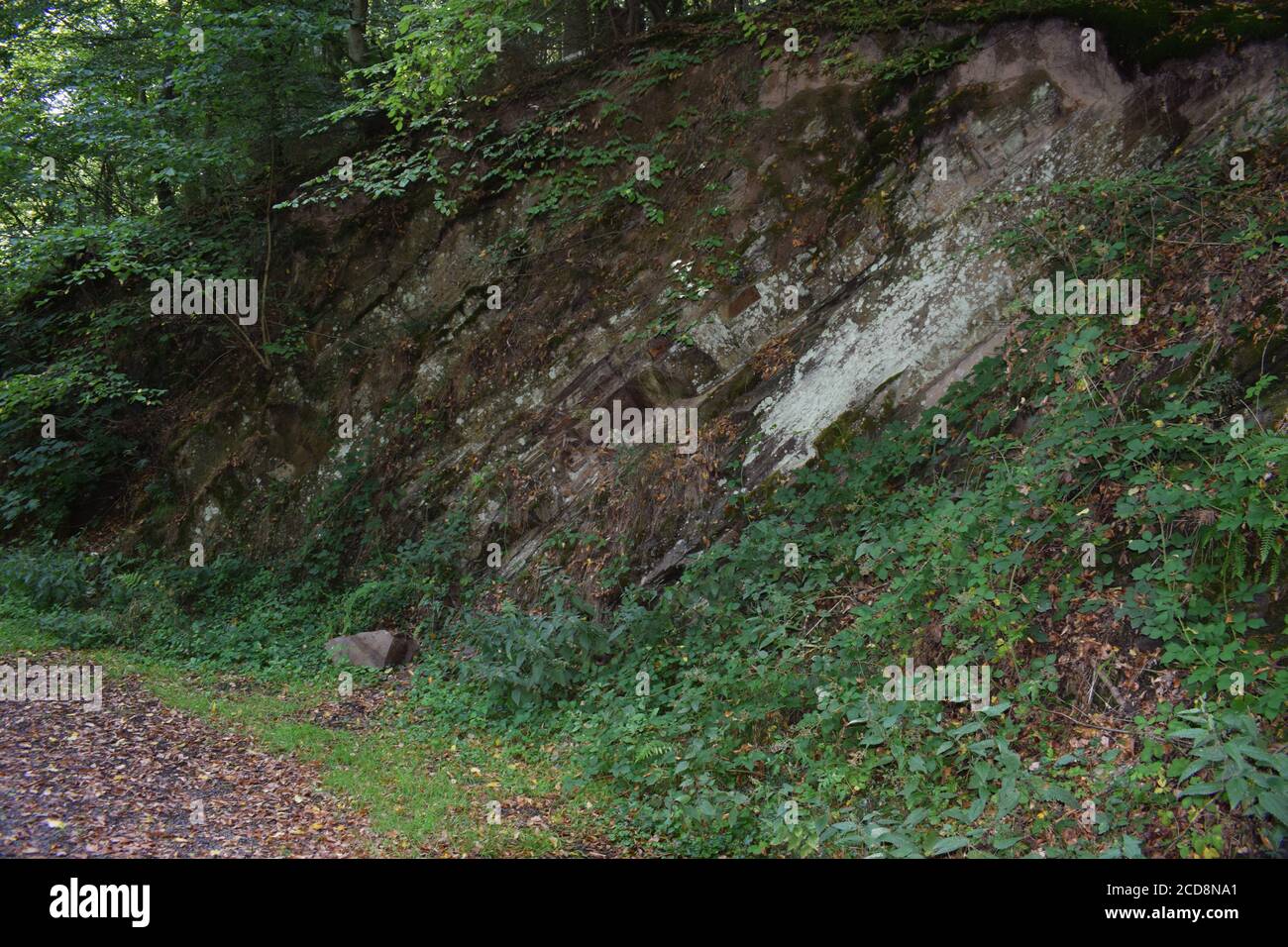 Klippe im dunklen Wald Stockfoto