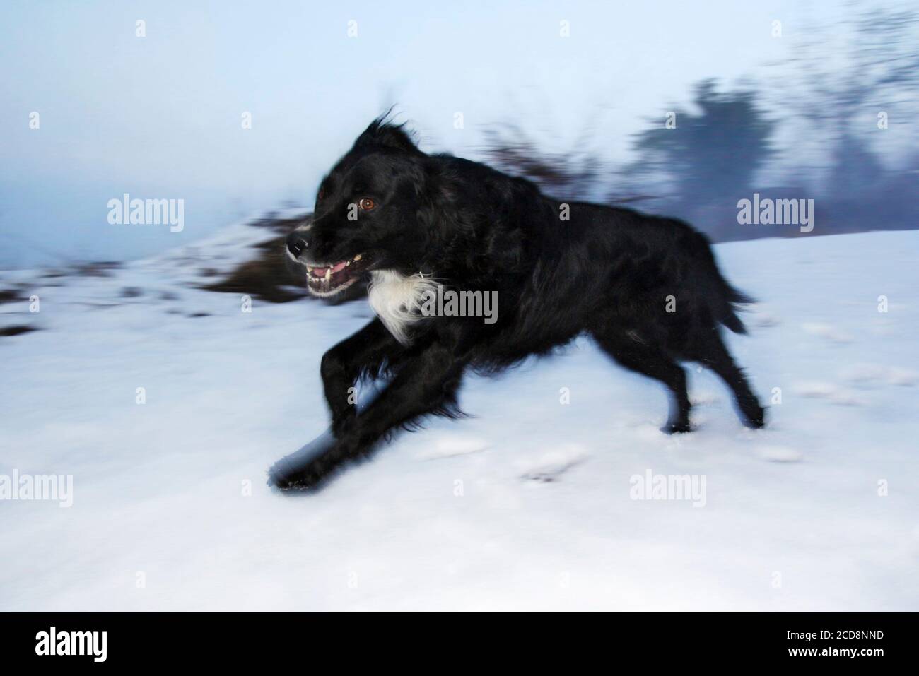 Ein schwarzer Hund spielt auf dem Schnee Stockfoto