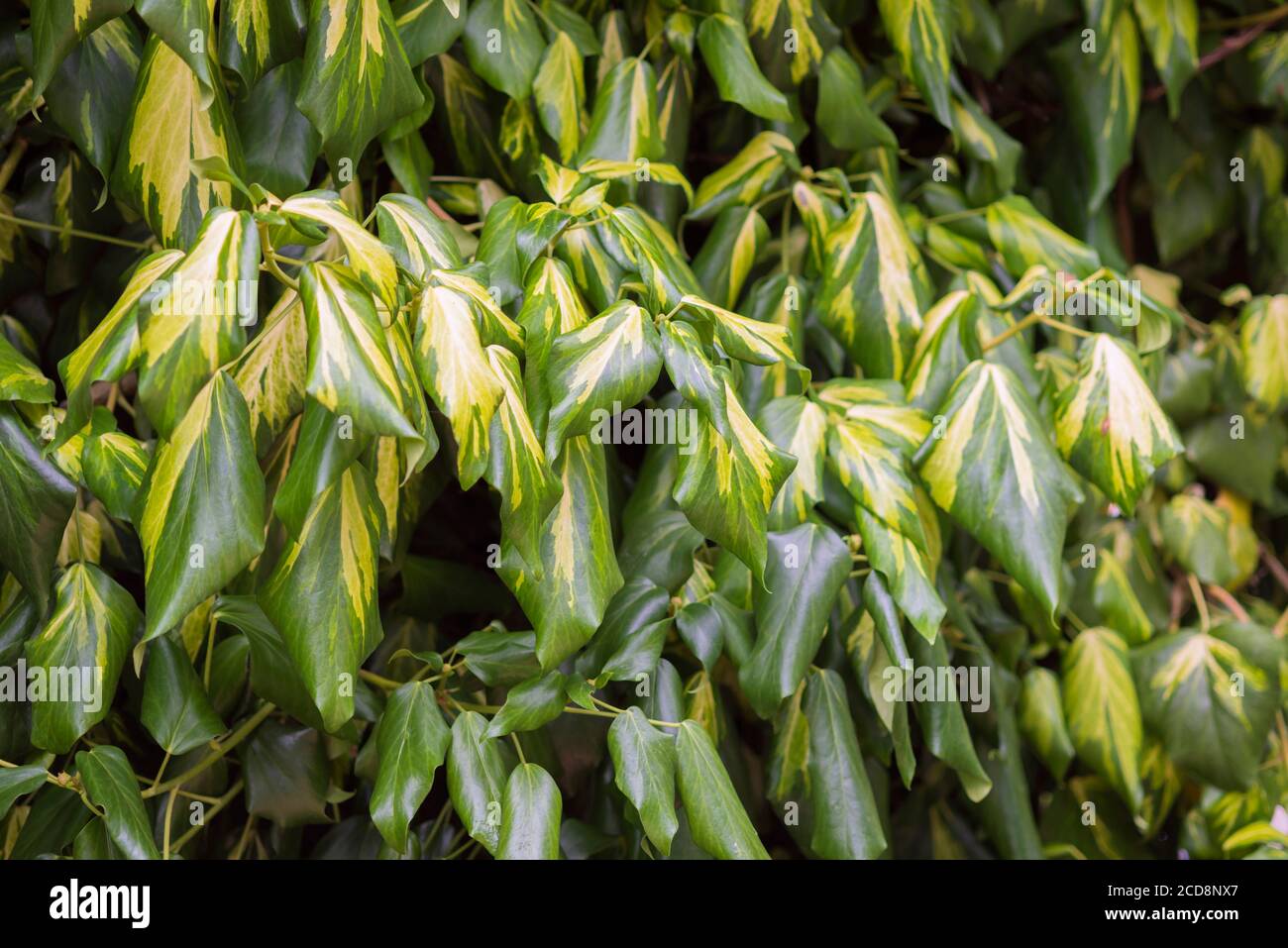 GELB UND GRÜN GEFÄRBTER EFEU Stockfoto