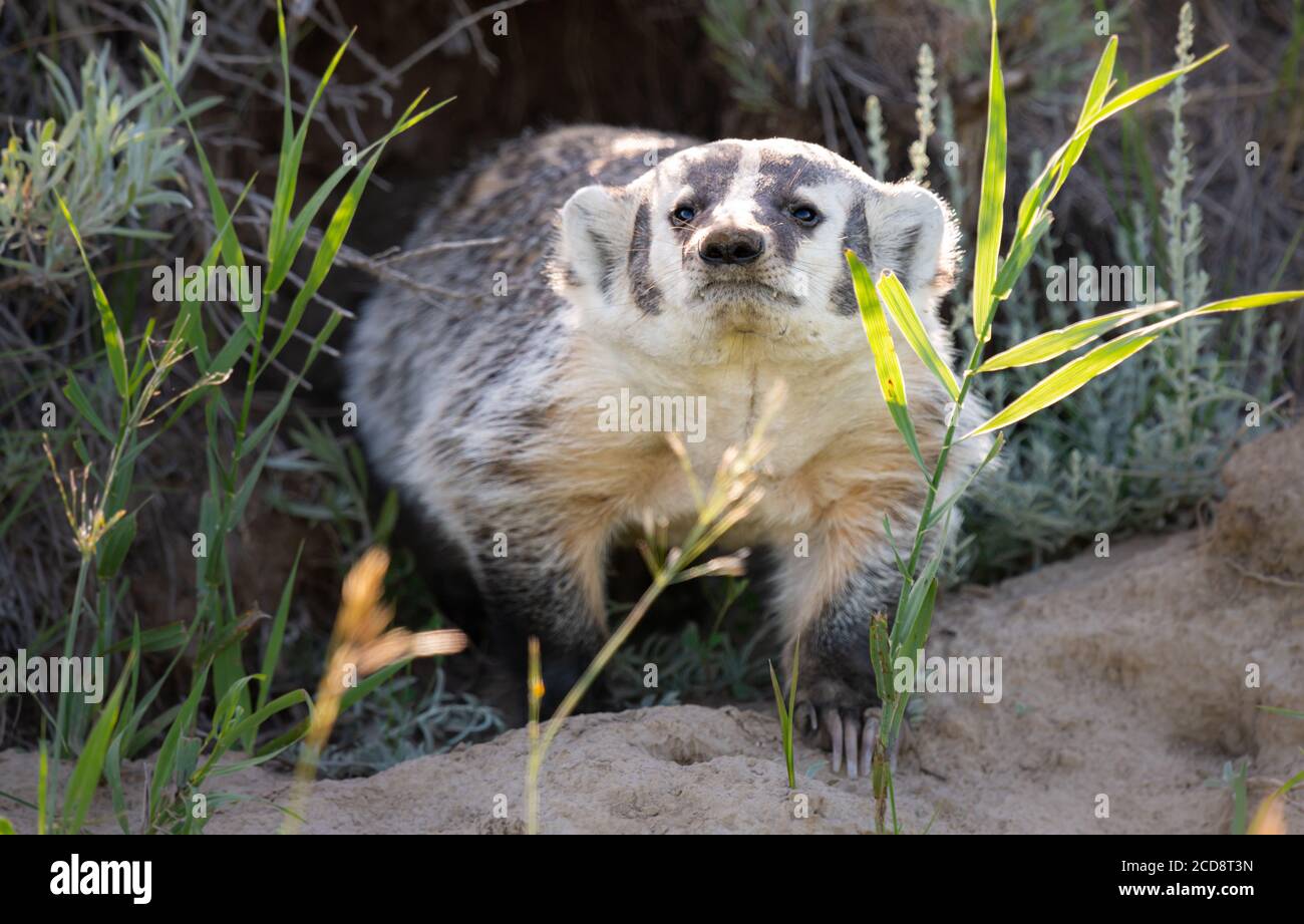 Dachs in den Prärien Stockfoto