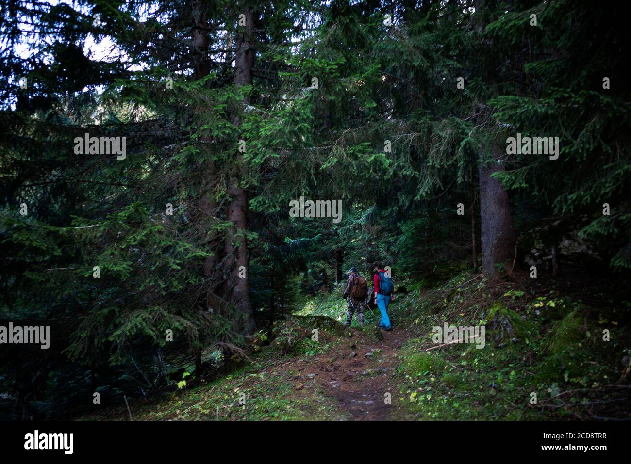 Frankreich, Haute Savoie, Tal von Abondance, La Chapelle d'Abondance, Jagdgebiet des Mont de Grange Stockfoto