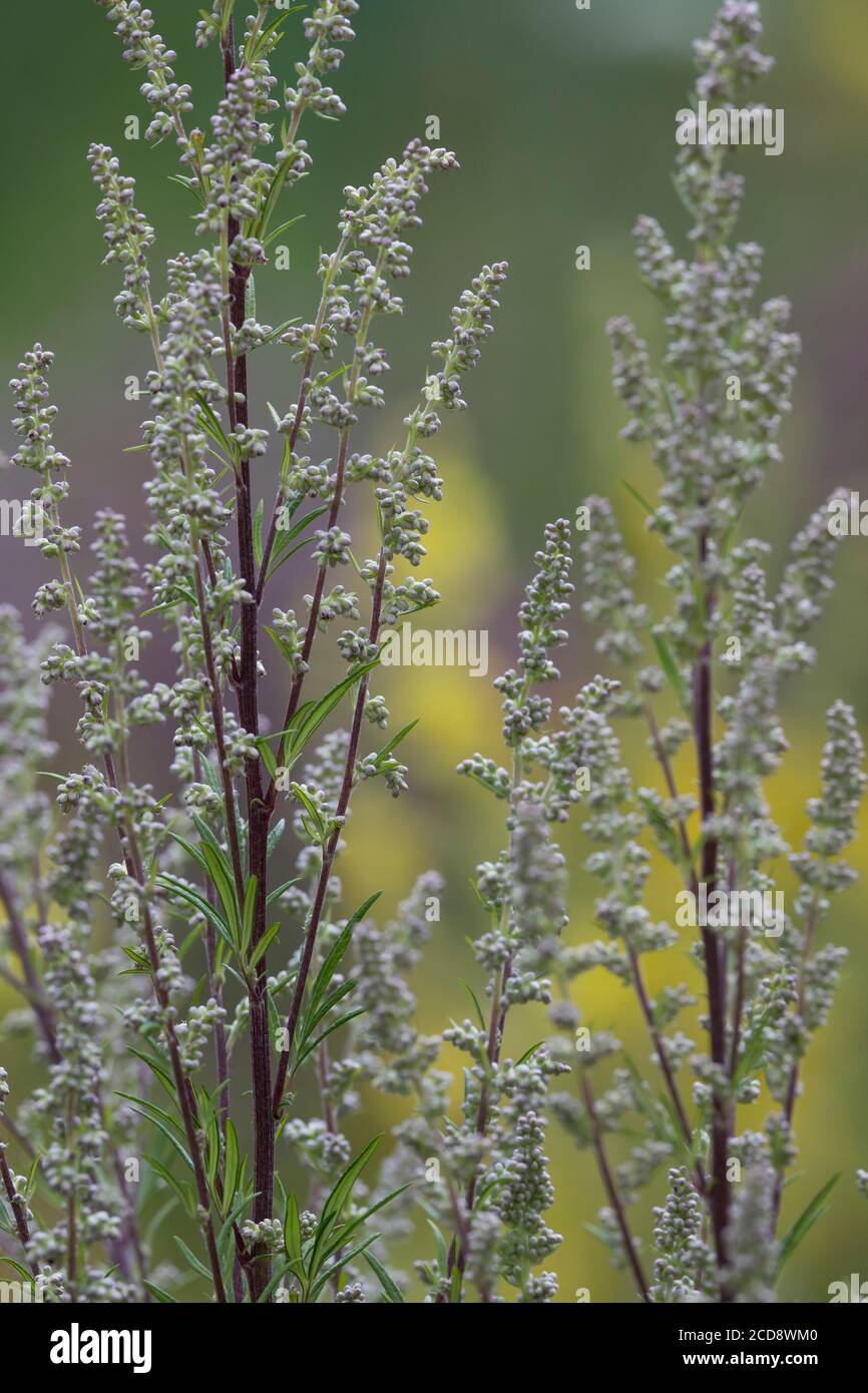 Beifuß, gewöhnlicher Beifuß, Beifuß, Artemisia vulgaris, Beifuß, Gemeine Wermut, wilder Wermut, Wermut. L’Armoise commune, L’Armoise citronnelle Stockfoto