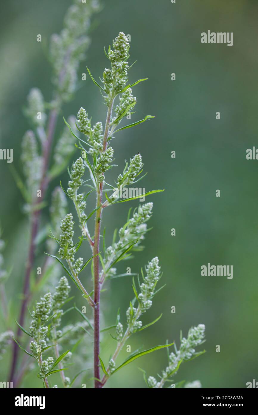 Beifuß, Blütenknospen, gewöhnlicher Beifuß, Beifuss, Artemisia vulgaris, Beifuß, Gemeine Wermut, wilder Wermut, Wermut. L’Armoise commune, L’Armoi Stockfoto