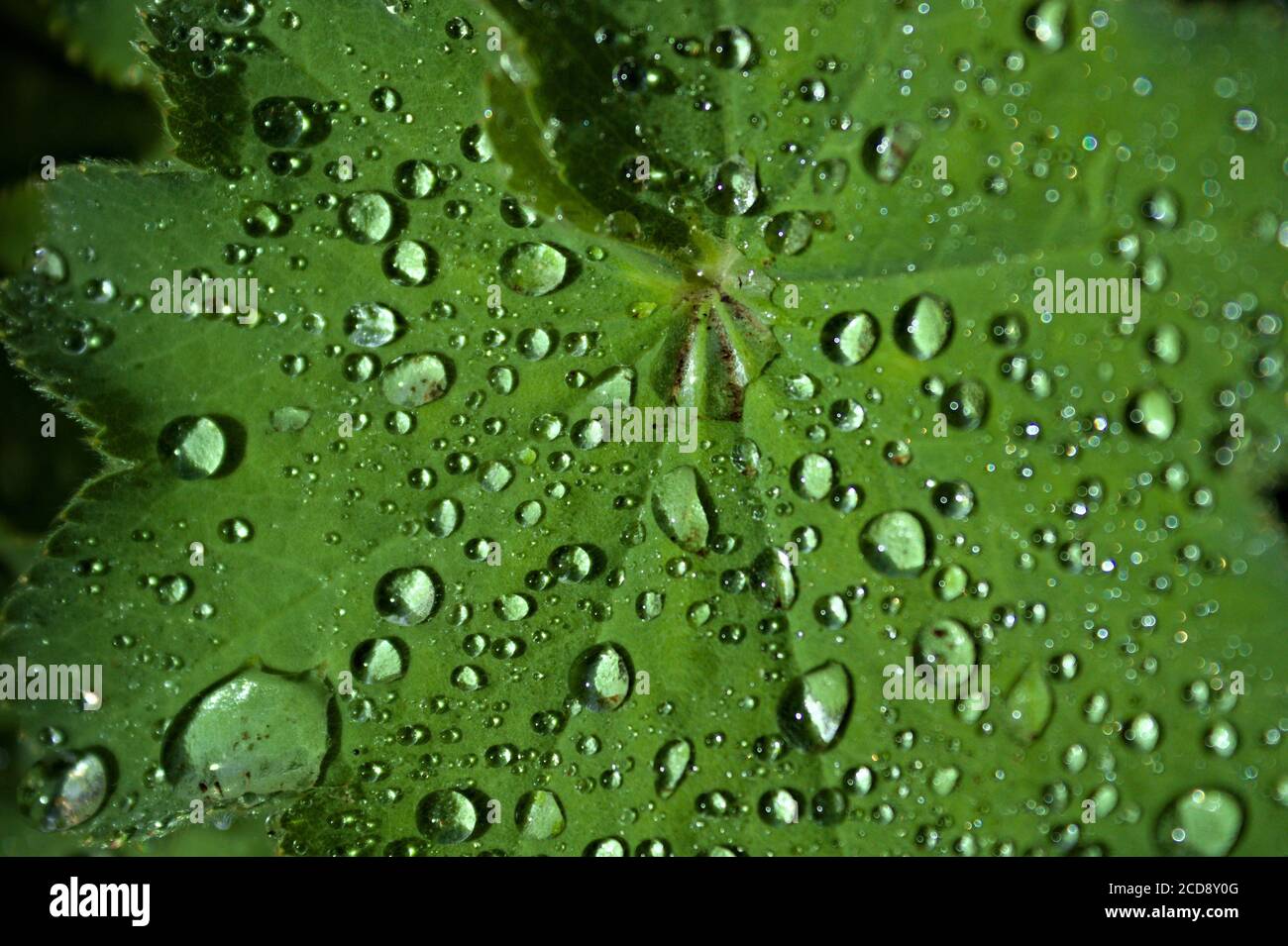 Detaillierte Wassertropfen auf grünem Blatt Stockfoto