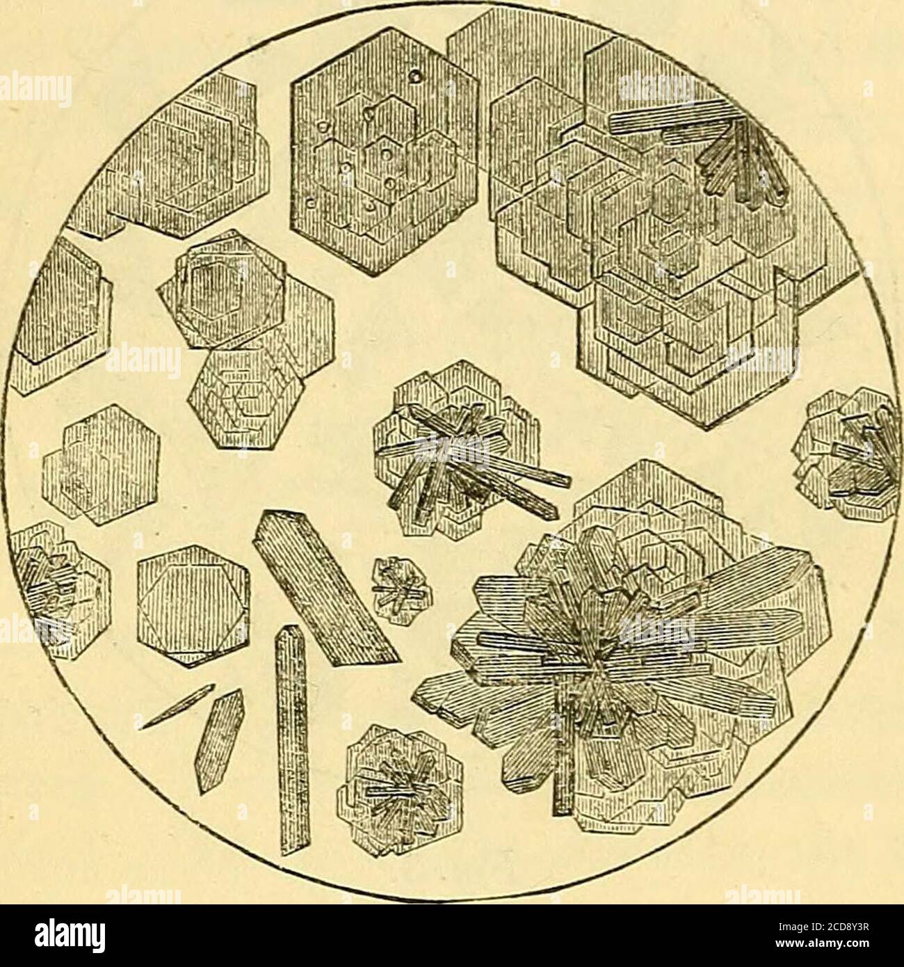 . Hand-Buch der Physiologie . RMS von Blutkristallen :- Abb. 2, Prismatisch, aus menschlichem Blut.Feige. 3, Tetraeder, aus dem Blut des Meerschweinchens. F 66 DAS BLUT: Kohlenstoff ....Wasserstoff ....Stickstoff ....Sauerstoff, mit etwas Schwefel Abb. A. 55-18 7-14 17-40 20-28 für die beste AC-count dieses Interesse-ing Thema, das isstill beteiligt in muchobscurity, die studentis bezogen sich auf Lehmann (cciii. vol. III., pp. 485-495); zu einer guten Re-view von Dr.Sieveking (cxc. Vol. XII., S. 348); und Fora Bekanntmachung der neuesten Informationen, toDr. Days Report on Animal Chemistry (cxc. vol. Xv., S. 547). Vitalparameter Stockfoto
