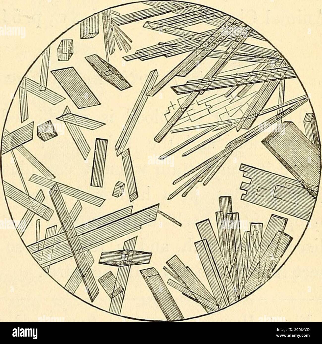 . Handbuch der Physiologie . Abb. S.. * Abb. 2, 3 und 4 illustrieren einige der wichtigsten Formen von Blutkristallen :- Abb. 2, Prismatisch, aus menschlichem Blut.Feige. 3, Tetraeder, aus dem Blut des Meerschweinchens. F 66 DAS BLUT: Kohlenstoff ....Wasserstoff ....Stickstoff ....Sauerstoff, mit etwas Schwefel Abb. A. 55-18 7-14 17-40 20-28 für die beste AC-count dieses Interesse-ing Thema, das isstill beteiligt in muchobscurity, die studentis bezogen sich auf Lehmann (cciii. vol. III., pp. 485-495); zu einer guten Re-view von Dr.Sieveking (cxc. Vol. XII., S. 348); und Fora Bekanntmachung der neuesten Informationen, toDr. Days Repo Stockfoto