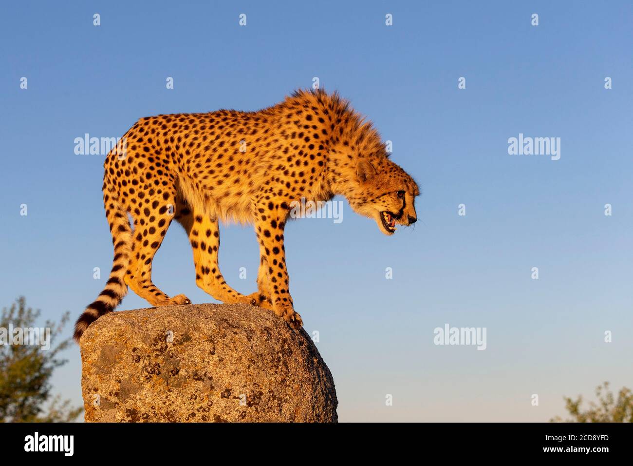 Gepard (Acinonyx jubatus), kommt in Afrika vor, ein Erwachsener auf Felsen, Captif Stockfoto