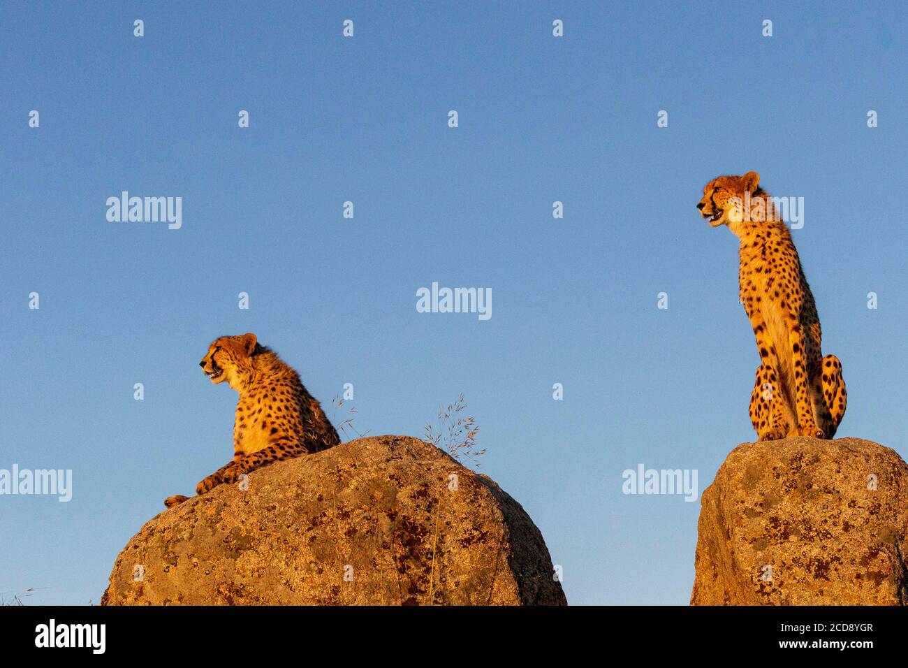 Gepard (Acinonyx jubatus), kommt in Afrika vor, zwei Erwachsene auf Felsen, Captif Stockfoto