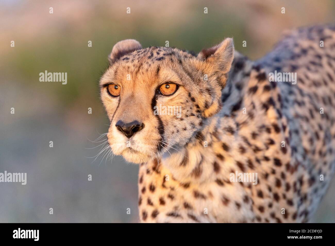 Gepard (Acinonyx jubatus), kommt in Afrika vor, Detail des Kopfes, gefangen Stockfoto
