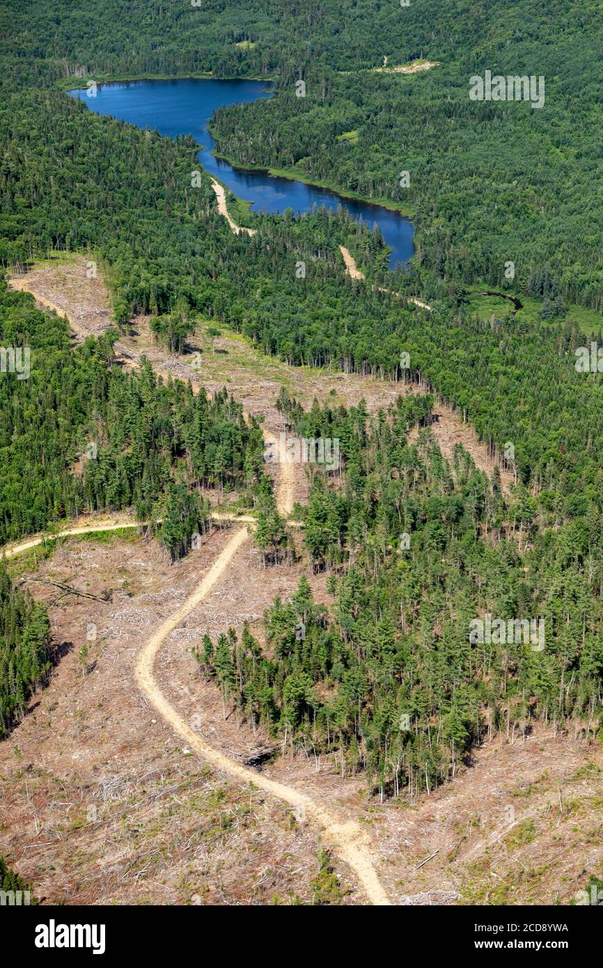 Kanada, Provinz Quebec, Mauricie Region, Saint-Maurice Wildlife Sanctuary nördlich des Mauricie National Park, Bild von Waldbau und Entwaldung Stockfoto