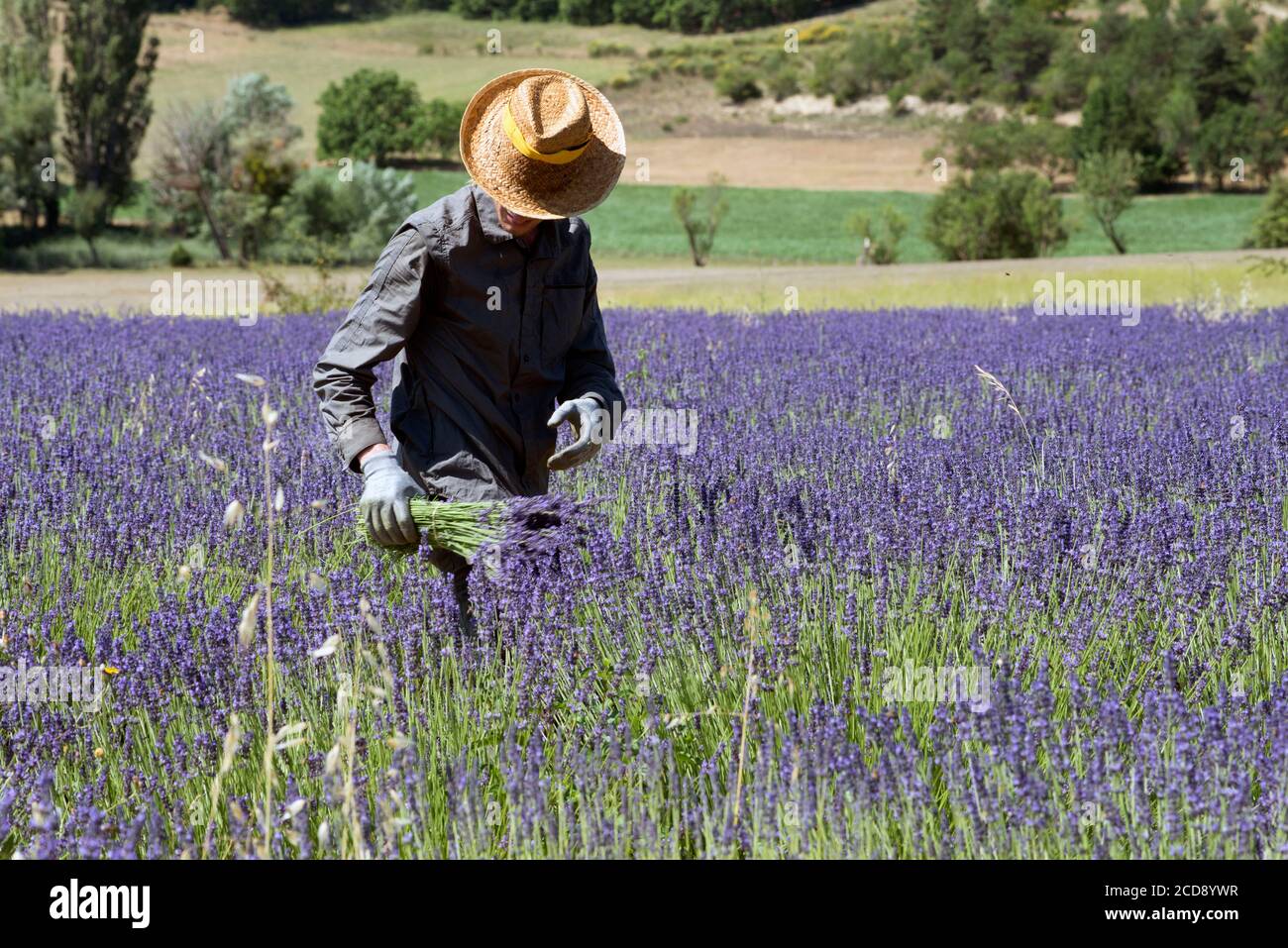 Frankreich, Vaucluse, Provence Alpes Cote d'Azur, champs de lavande, Ferrassieres, Lavendelernte Stockfoto