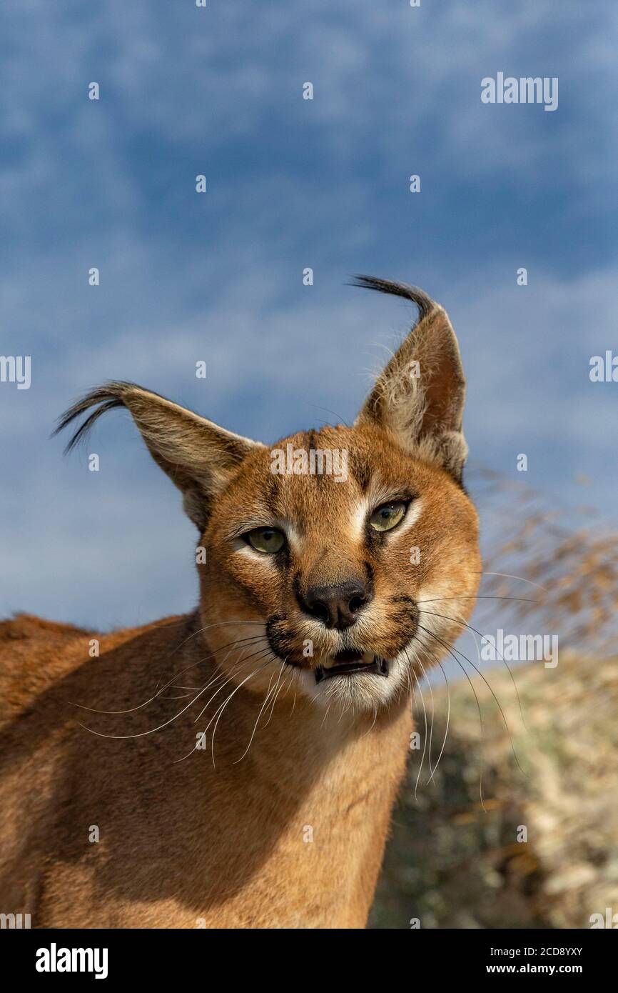 Caracal (Caracal caracal) , kommt in Afrika und Asien, Adult Animal