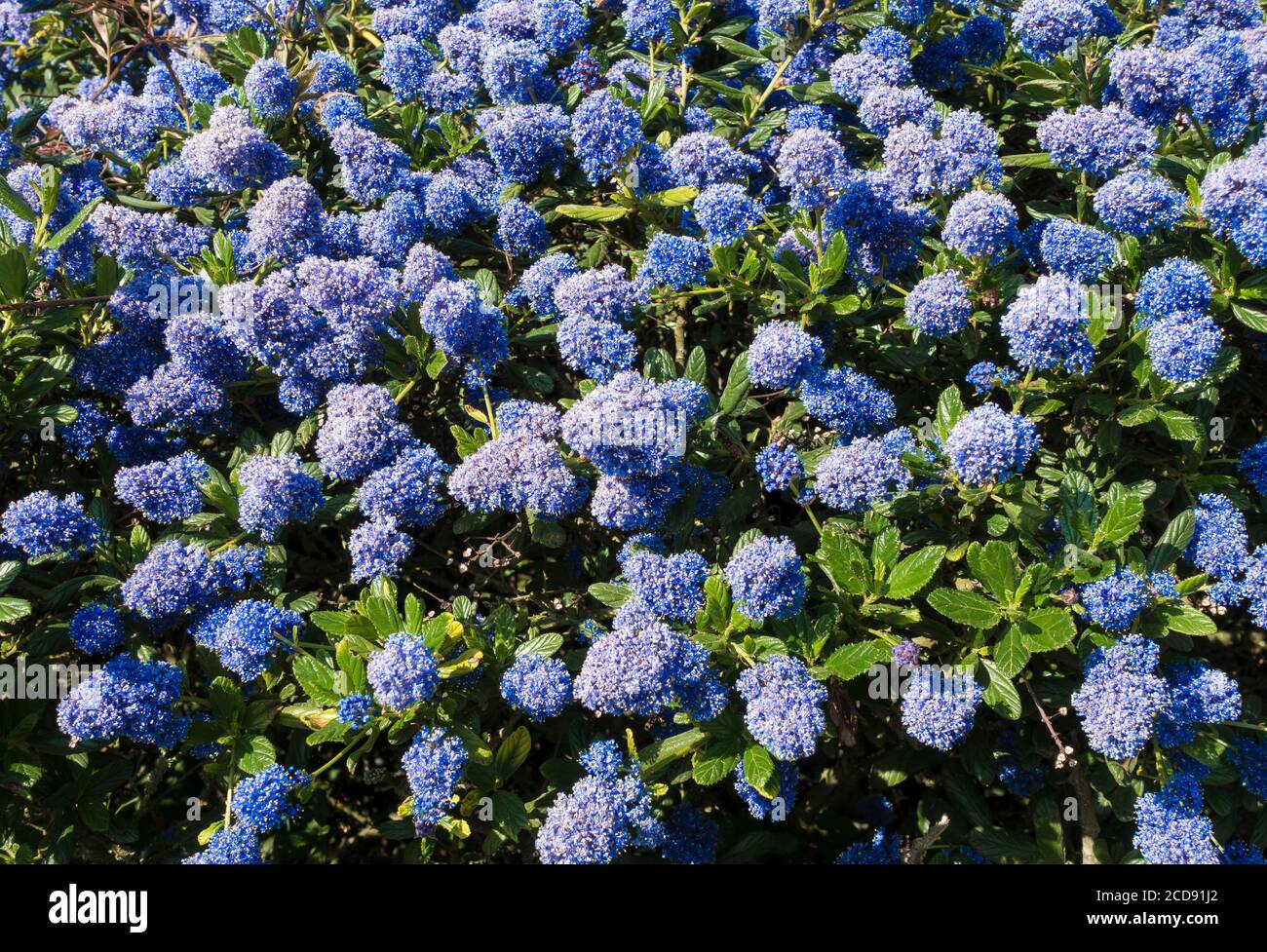 Blau blühender strauch -Fotos und -Bildmaterial in hoher Auflösung – Alamy