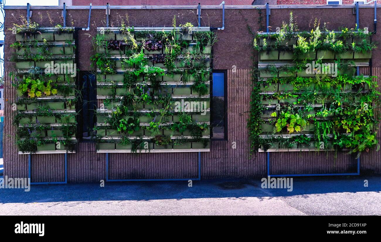 Städtische Vertikale Grüne Wand Stockfoto