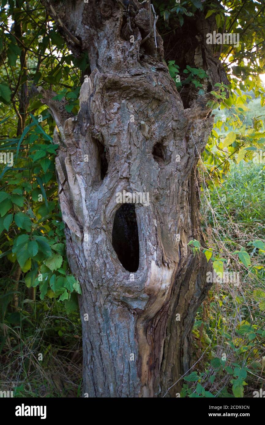 Der natürliche Schrei Stockfoto