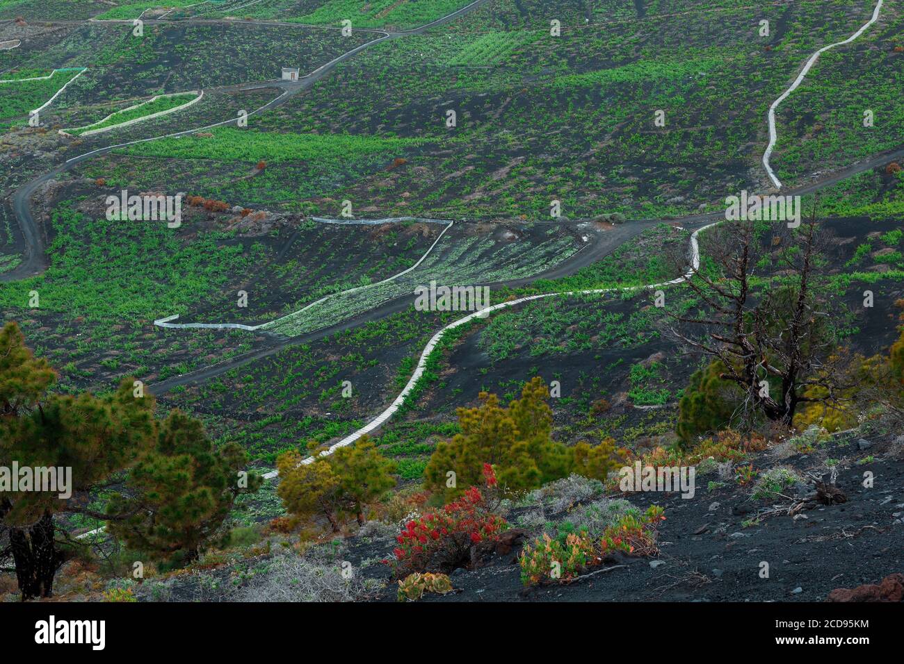 Spanien, Kanarische Inseln, La Palma, Blick auf einen Weinberg in einer ozeanischen und vulkanischen Umgebung Stockfoto