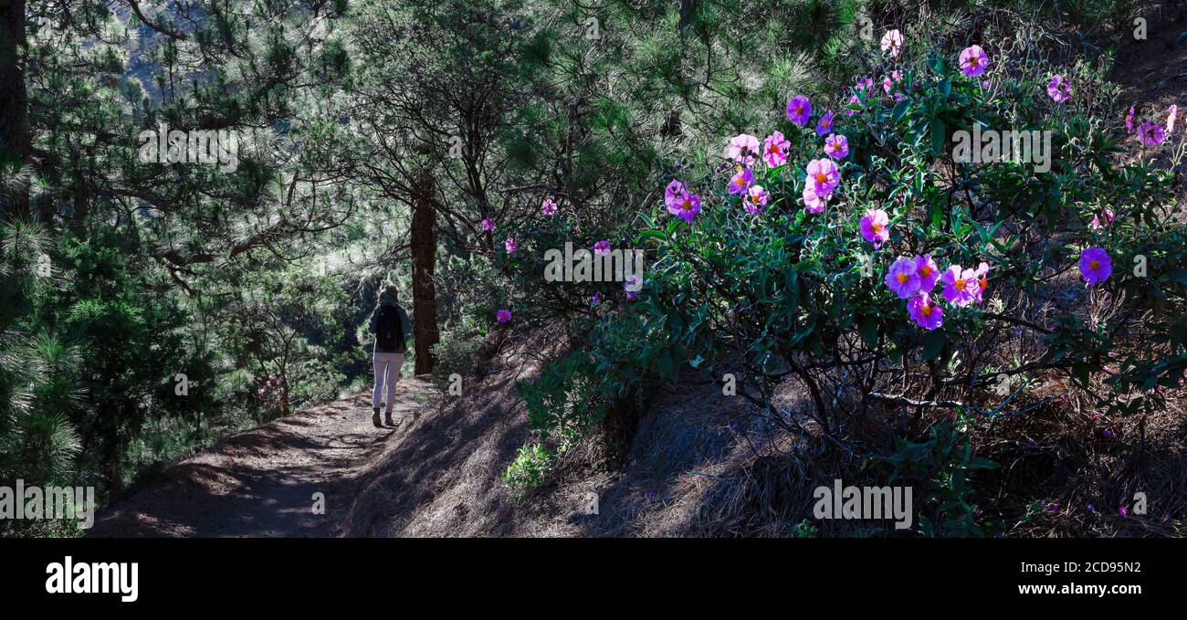 Spanien, Kanarische Inseln, La Palma, Wanderer auf einem Weg in üppigem Grün in einer bergigen und vulkanischen Umgebung Stockfoto