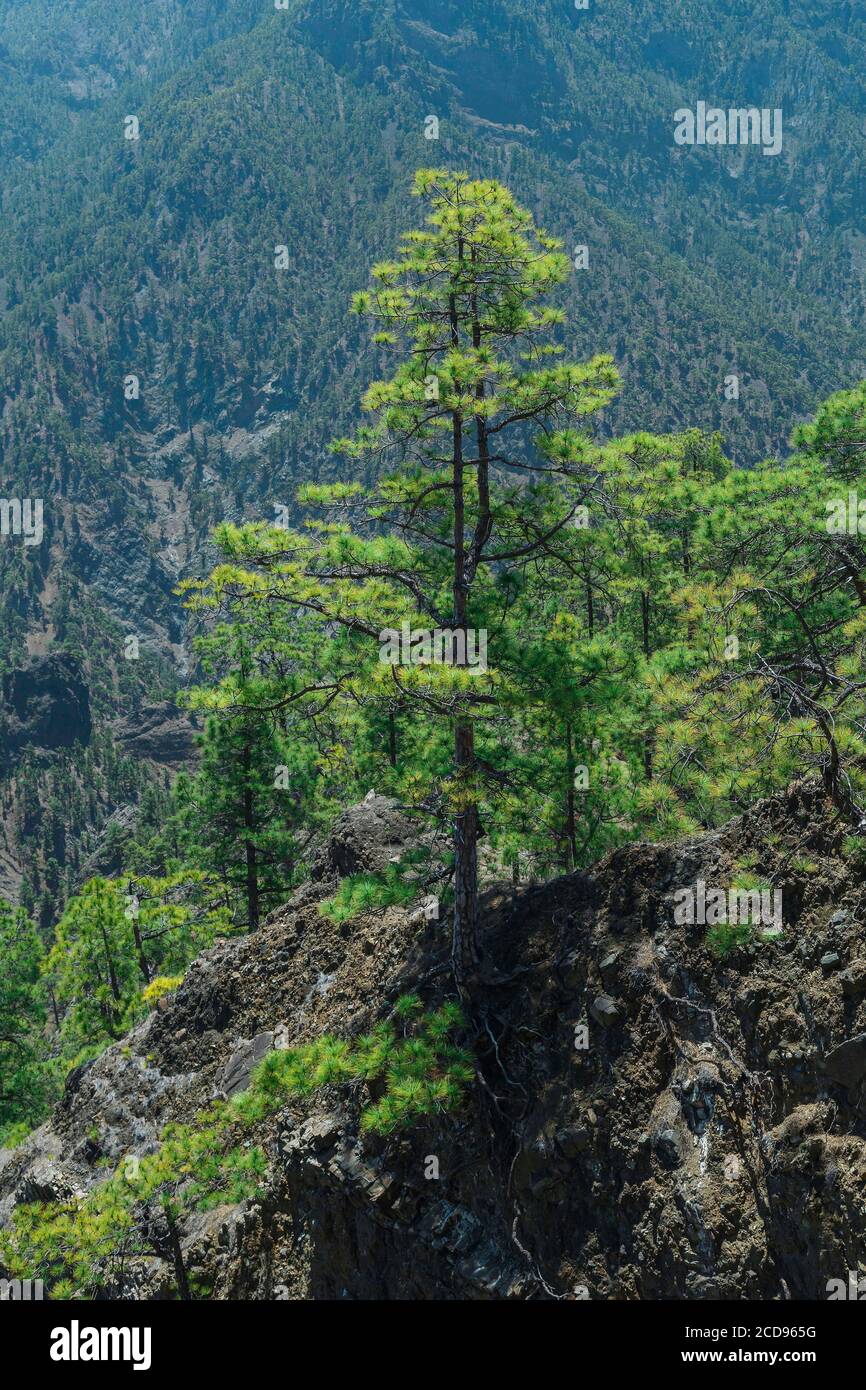 Spanien, Kanarische Inseln, La Palma, Blick auf eine Kiefer in einer bergigen und vulkanischen Umgebung Stockfoto