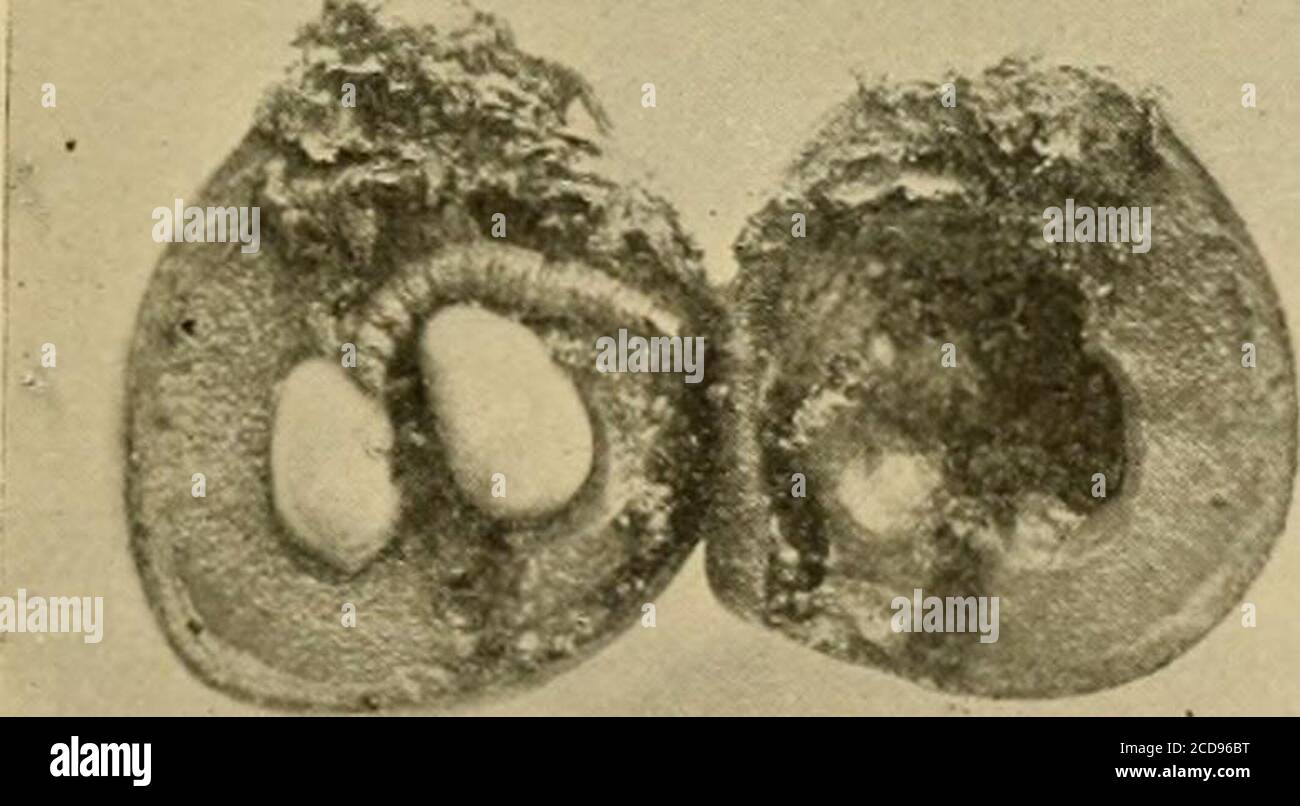 . Insektenschädlinge von Bauernhof, Garten und Obstgarten . Abb. 381. – amerikanische Traubenbeermotte, vergrößert. (Nach Slingerland.) Erie, Pa. Und Northern Ohio Traubengürtel. Soweit bekannt, ist die Traube die einzige Nahrungspflanze und die Art ist eine einheimische, obwohl ihre Gewohnheiten sind sehr ähnlich a ...^ fast verwandten europäischen Arten. ^k. Der Erwachsene ist eine kleine purpurbraune Motte, mit Flügeln, die sich nicht ganz einen halben Zoll ausdehnen, und mit bräunlichen Markierungen beschattet. Stockfoto