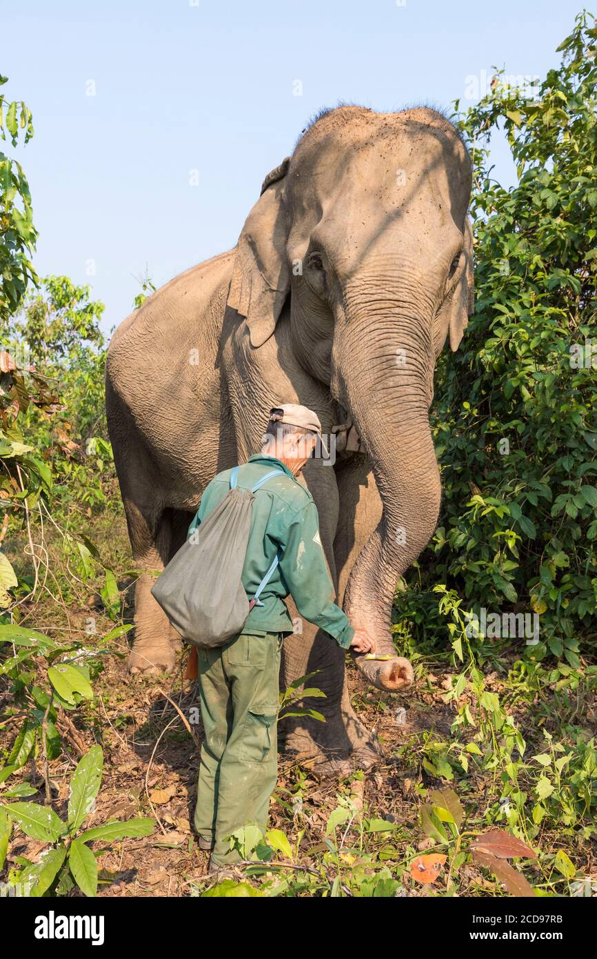 Laos, Provinz Sayaboury, Elephant Conservation Centre, Mahout füttert seinen Elefanten Stockfoto