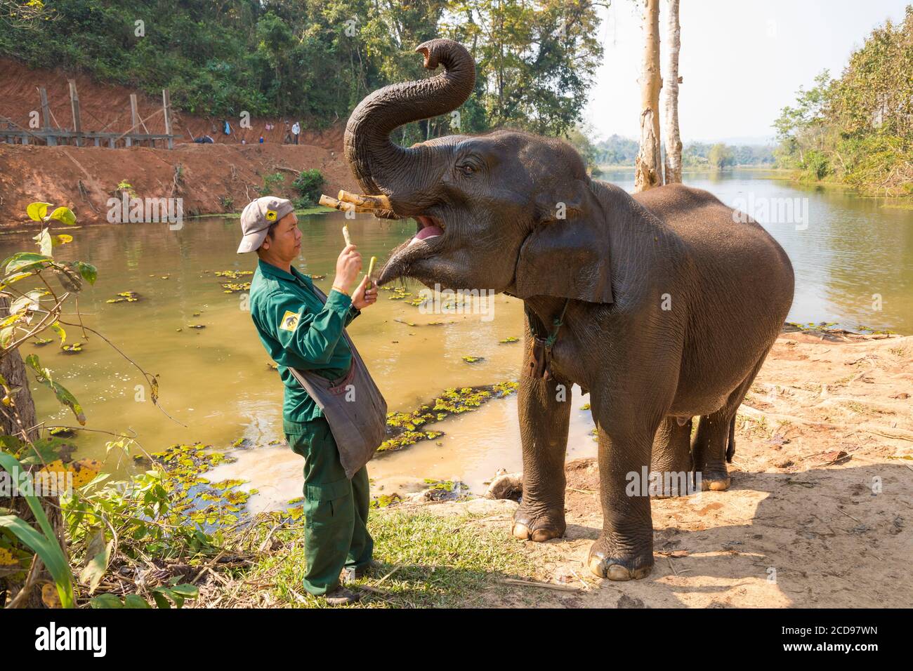 Laos, Provinz Sayaboury, Elephant Conservation Centre, Mahout füttert seinen Elefanten Stockfoto