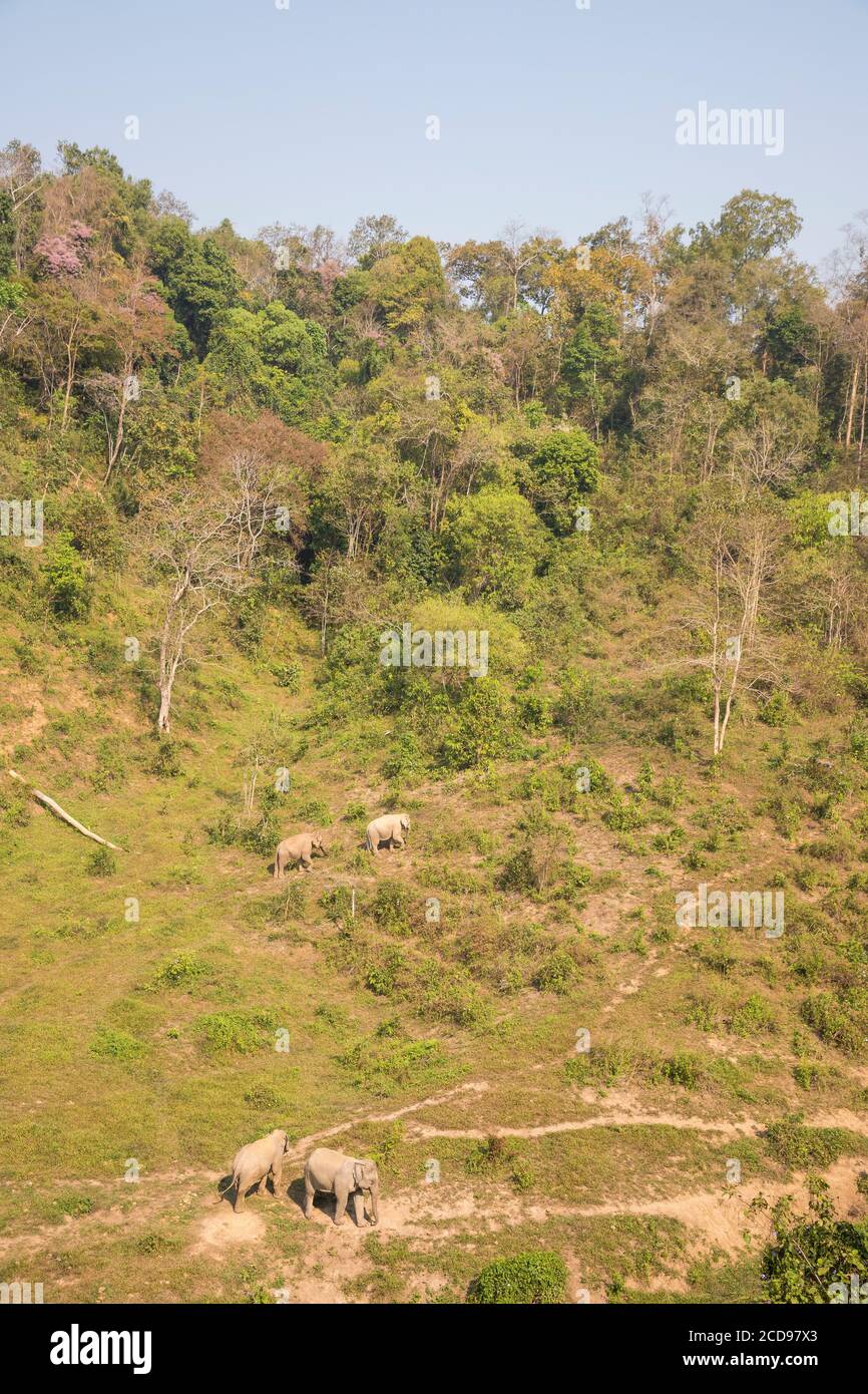 Laos, Provinz Sayaboury, Elefantenschutzzentrum, Sozialisierungsraum für Elefanten Stockfoto