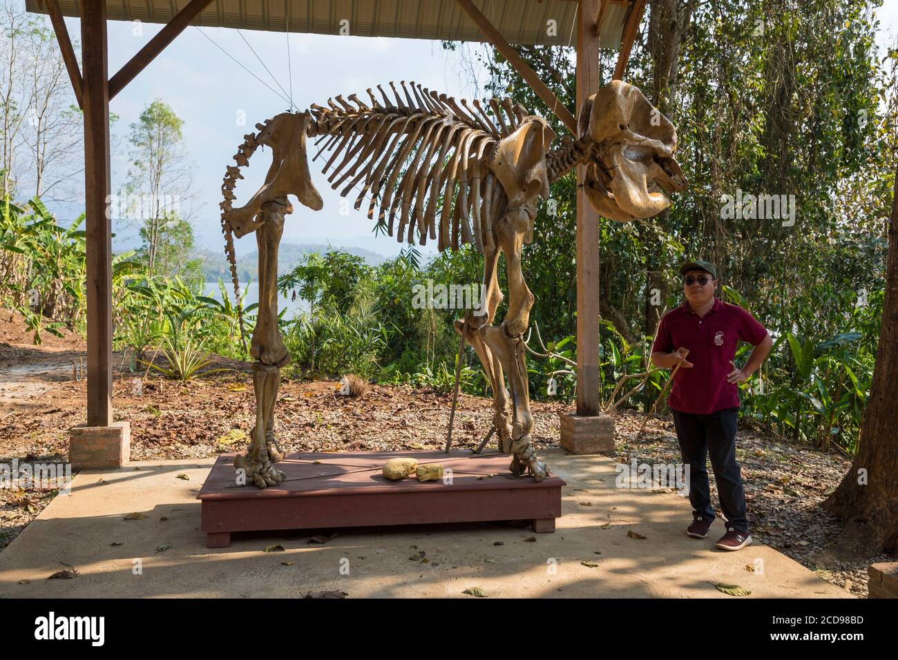 Laos, Provinz Sayaboury, Elefantenschutzzentrum, Elefantenskelett Stockfoto