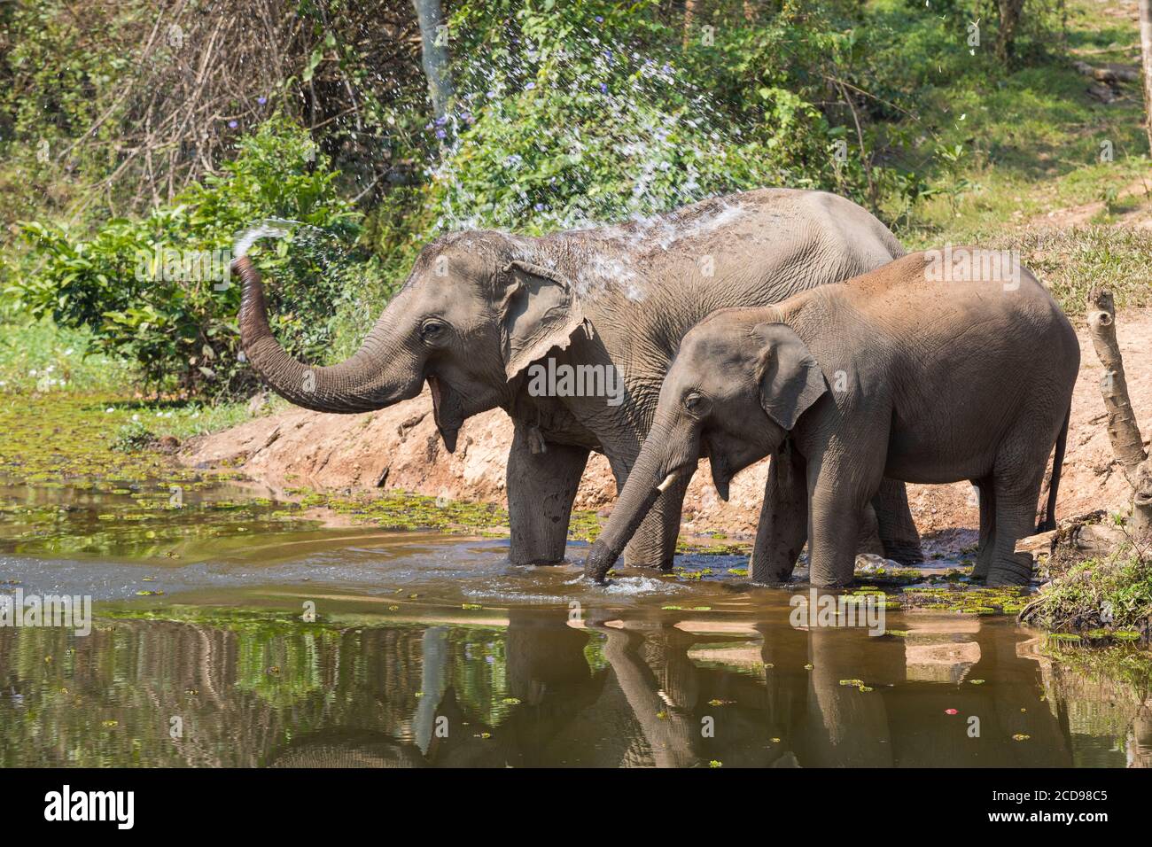 Laos, Sayaboury Provinz, Elefantenschutzzentrum, Elefanten baden Stockfoto