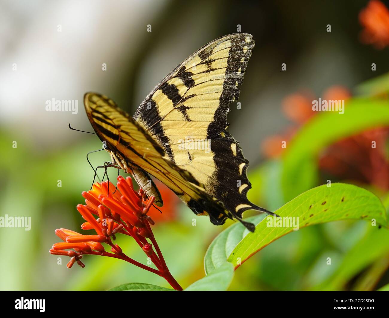 Östlicher Tiger Schwalbenschwanzschmetterling, der sich auf Nektar von einer blühenden Feuerbuschpflanze ernährt, Alachua, County, Florida, USA. Stockfoto